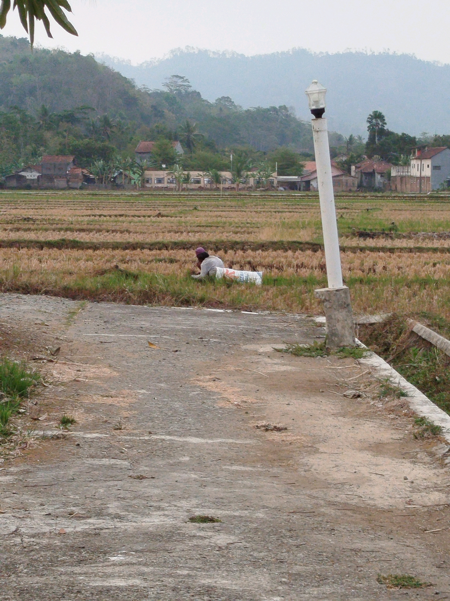 In Kebagoran, Indonesia, a person wearing a purple head covering and a light-colored shirt is lying down in a harvested rice field. They are next to a large, cylindrical object wrapped in white plastic with some text visible. The field is characterized by dry, straw-like remnants of the crop. In the foreground, a concrete path leads into the scene, with the edge of a drainage ditch visible to the right. A white lamppost with a decorative top stands near the path. In the background, a cluster of houses with various roof styles is nestled amongst trees, with rolling, tree-covered hills rising behind them. The sky is overcast.