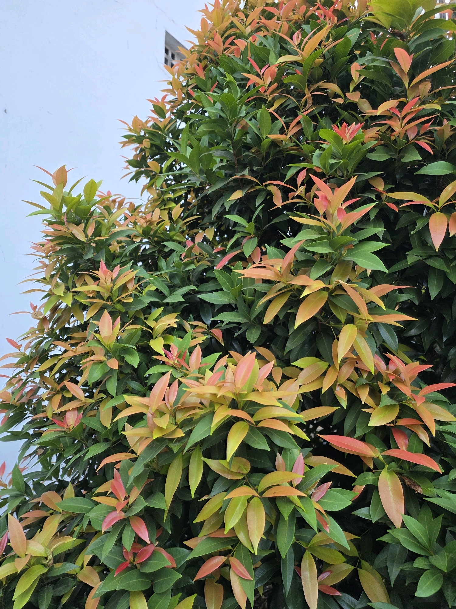 A close-up, eye-level shot captures a vibrant green hedge with new leaves in shades of red and orange, set against a pale blue sky and a white wall in Bojongsoang, Indonesia. The hedge is dense and lush, with many small, pointed leaves in varying stages of growth and color. The new leaves, appearing at the tips of branches, are a striking contrast to the darker, mature green leaves deeper within the foliage. The white wall, visible in the upper left portion of the frame, is featureless except for a dark, rectangular shadow that suggests a corner or an architectural element. The lighting is soft and even, indicating an overcast day or early morning/late afternoon. There are no people or animals present in the image. The focus is entirely on the natural beauty of the plant life and its immediate surroundings.