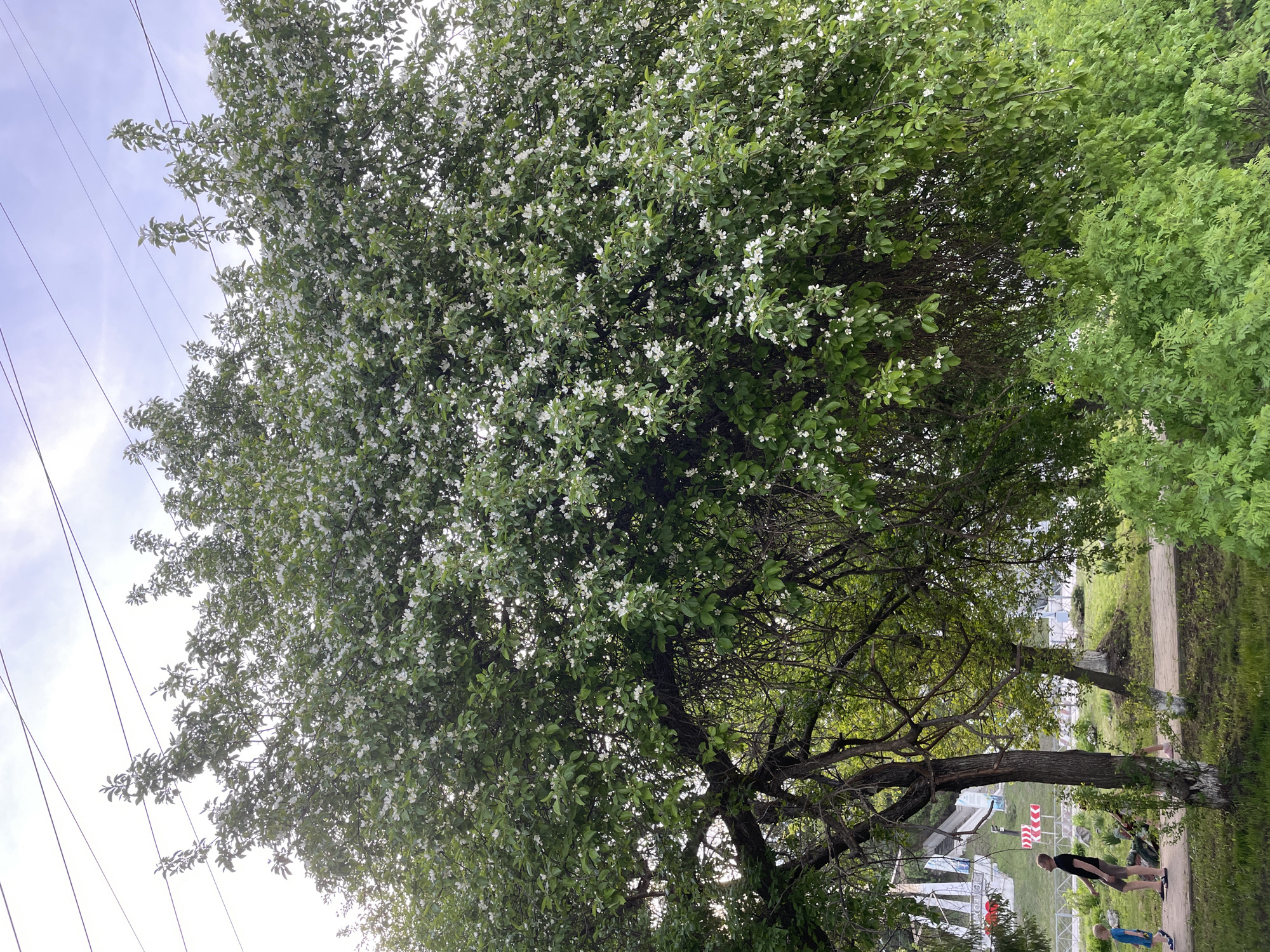 The image depicts a flowering tree located in Perm, Russia. The tree is densely covered in green leaves and small white blossoms, with branches extending across most of the frame. Power lines are visible in the top left corner of the image. Beneath the tree, figures of a man and a child are partially visible, appearing to be walking along a path. A paved walkway and grassy area stretch along the right side of the image. In the background, there are hints of buildings, road signs, and other trees. The sky is overcast.