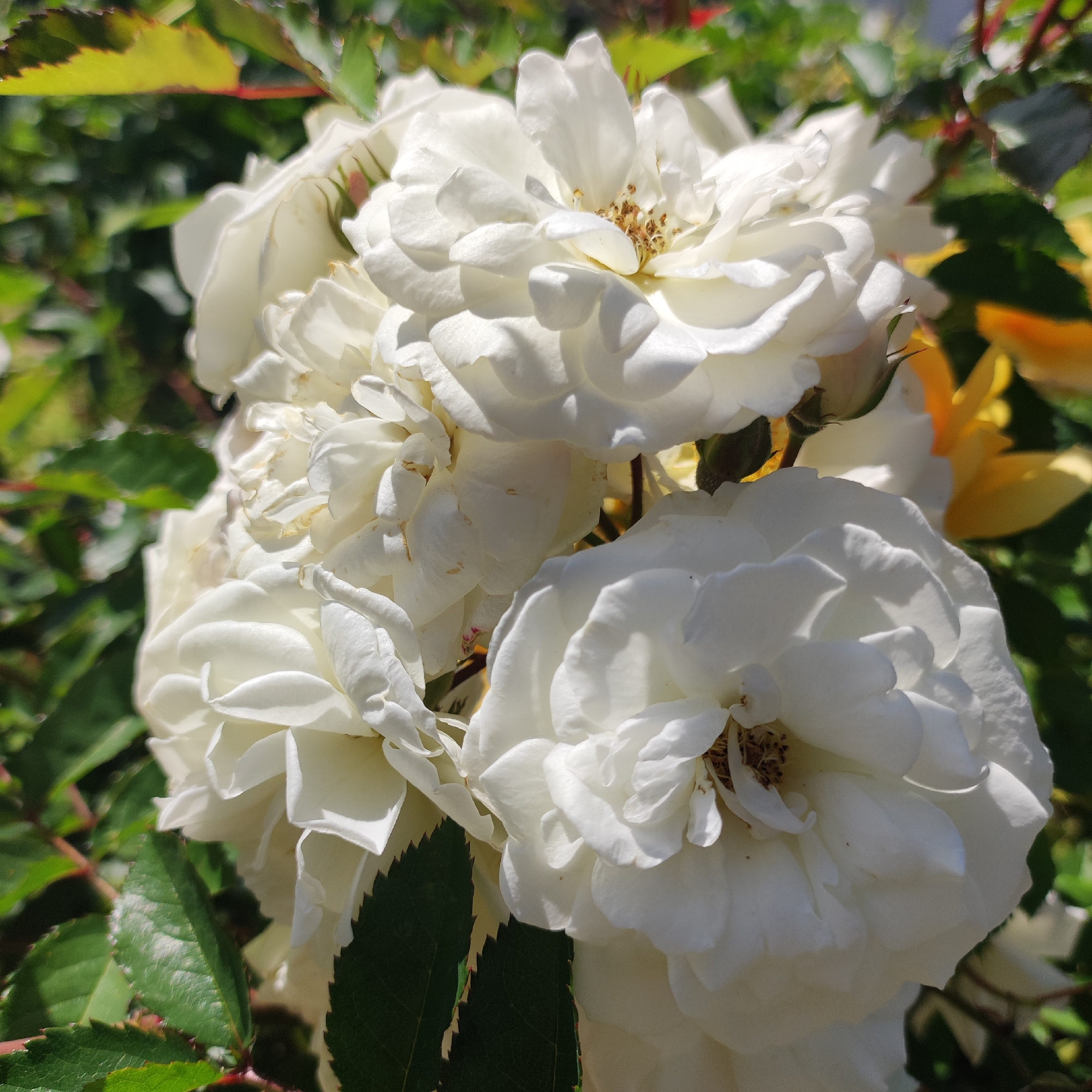 A close-up, high-angle outdoor shot captures a cluster of white roses in bloom, bathed in bright sunlight. The roses are the primary focus, with layers of delicate white petals unfurling. Some petals exhibit slight browning at the edges. In the center of the blooms, the pistils and stamens are visible, appearing as small, brown, textured structures.
Surrounding the roses are lush green leaves, some of which have serrated edges. A few of these leaves are tinged with red along their margins. In the background, out of focus, are hints of yellow and orange, likely other flowers or foliage catching the sunlight. The scene is one of natural beauty, suggesting a garden or park setting.
The image is of a cluster of white roses in bloom, with surrounding green foliage. The location is outdoors, under bright sunlight, likely in a garden or park.