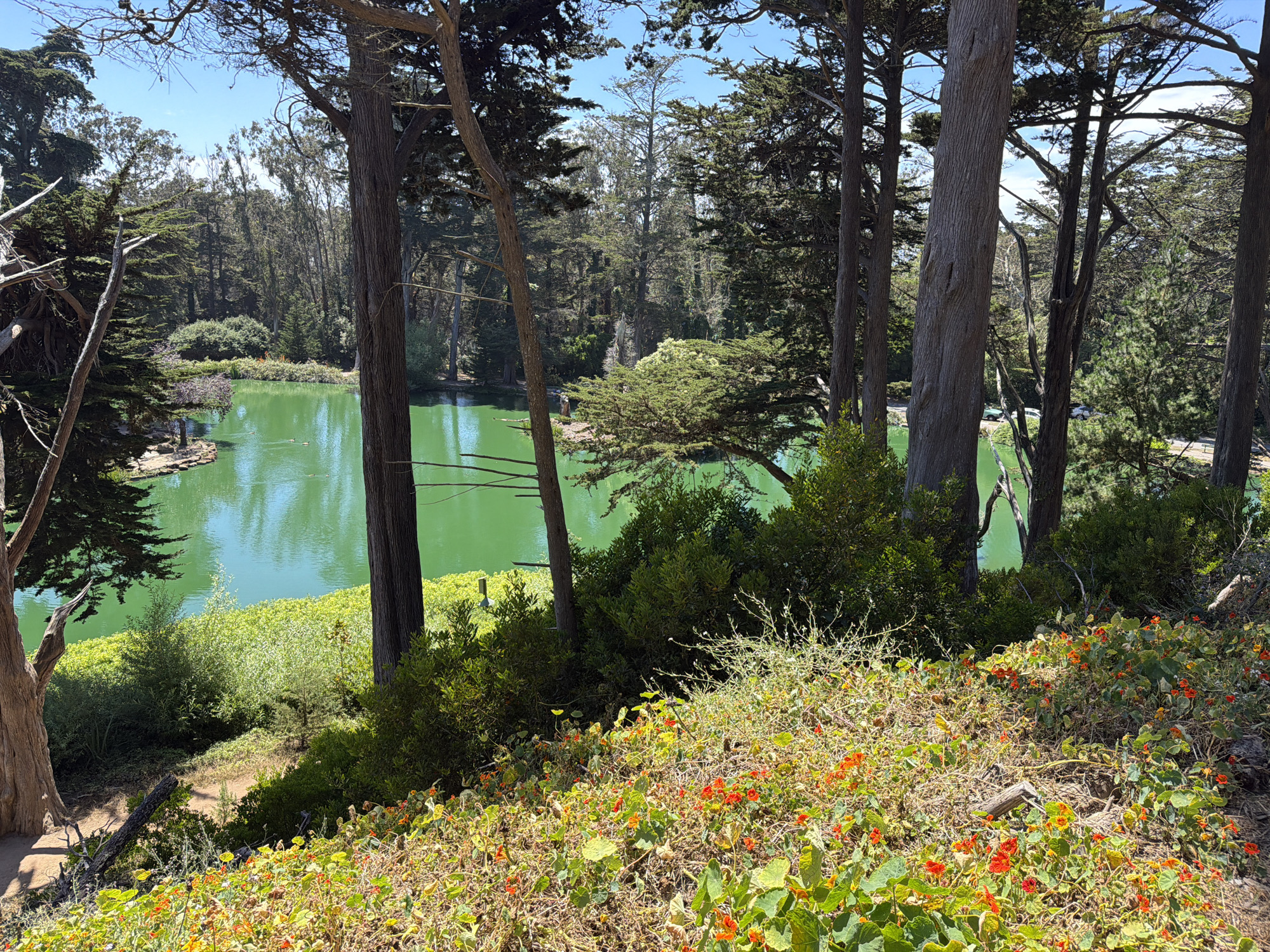This image captures a serene view of Stow Lake in Golden Gate Park, San Francisco, California, USA. The foreground is dominated by a vibrant carpet of orange nasturtiums and green foliage, indicating a warm, sunny day. Several tall, mature cypress trees with their distinctive, rugged bark frame the scene, casting dappled shadows on the ground.
In the mid-ground, a lush, green hillside slopes down towards the bright, turquoise water of Stow Lake. The water is calm, reflecting the surrounding trees and the clear blue sky, with a few small, dark shapes, possibly ducks, visible on its surface. A small island, covered in trees, is situated in the lake.
The background consists of a dense forest of various trees, with some taller, slender trees interspersed among them. The overall impression is one of natural beauty and tranquility within an urban park setting. The lighting suggests it is midday, with the sun high in the sky. There are no people clearly visible in the image.