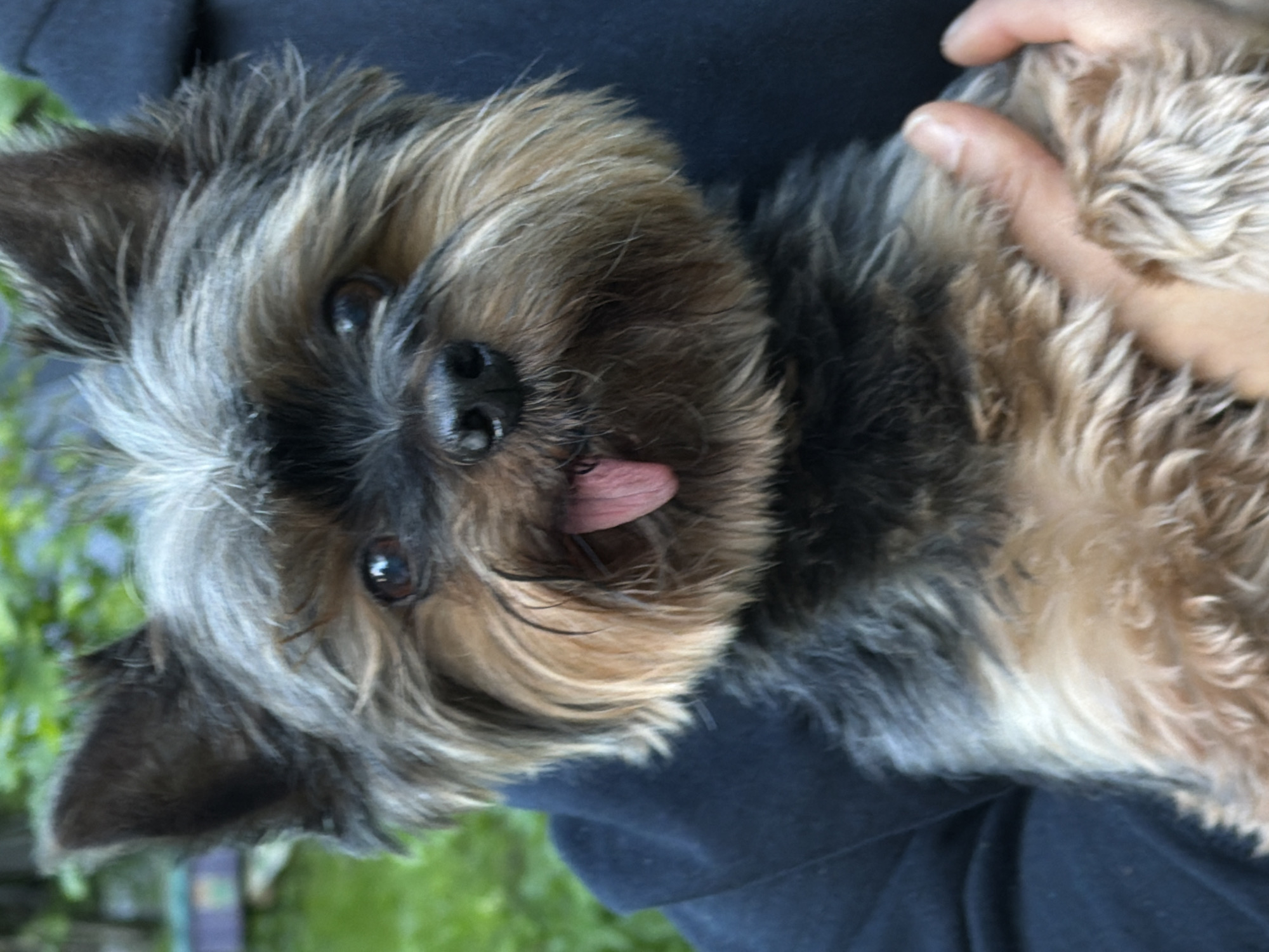 A medium close-up shot captures a Yorkshire Terrier being held. The dog is facing the camera and has its tongue slightly sticking out. Its fur is a mix of black, gray, and tan. A hand is visible in the upper right corner, gently holding the dog. The dog and hand are set against a dark blue fabric, likely clothing. In the blurred background, hints of greenery suggest an outdoor environment. There is no indication of Trudovaya, Russia, in the image.