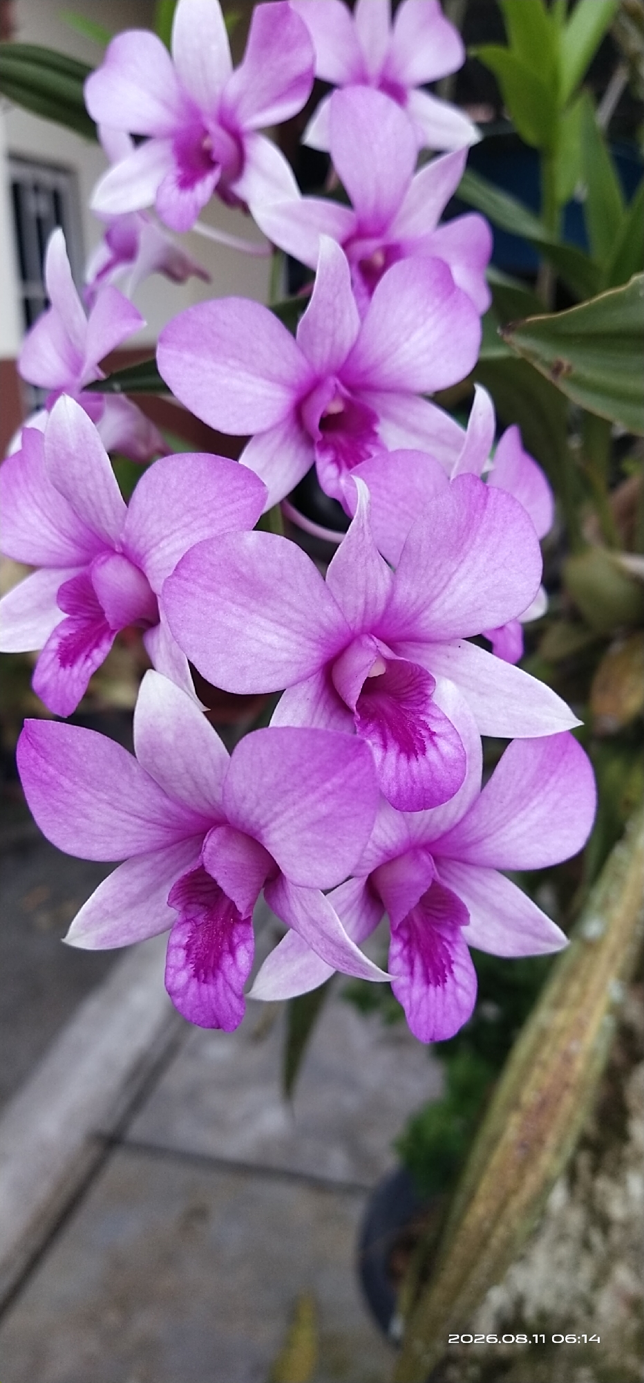 A vertical, close-up, eye-level shot showcases a cluster of vibrant purple and pink orchids. The flowers, with their delicate petals and intricate centers, are the primary focus. The background is softly blurred, revealing hints of green foliage, a pale gray paved surface, and a vertical, textured brown object that could be part of a plant or structure. The lighting appears natural, illuminating the orchids from above and casting subtle shadows. In the lower right corner, a timestamp "2026.08.11 06:14" is visible, suggesting this image was captured digitally. The overall scene evokes a sense of natural beauty and tranquility. The specific location in the city of Matabu, Indonesia, is not discernable from the visual information provided in the image.