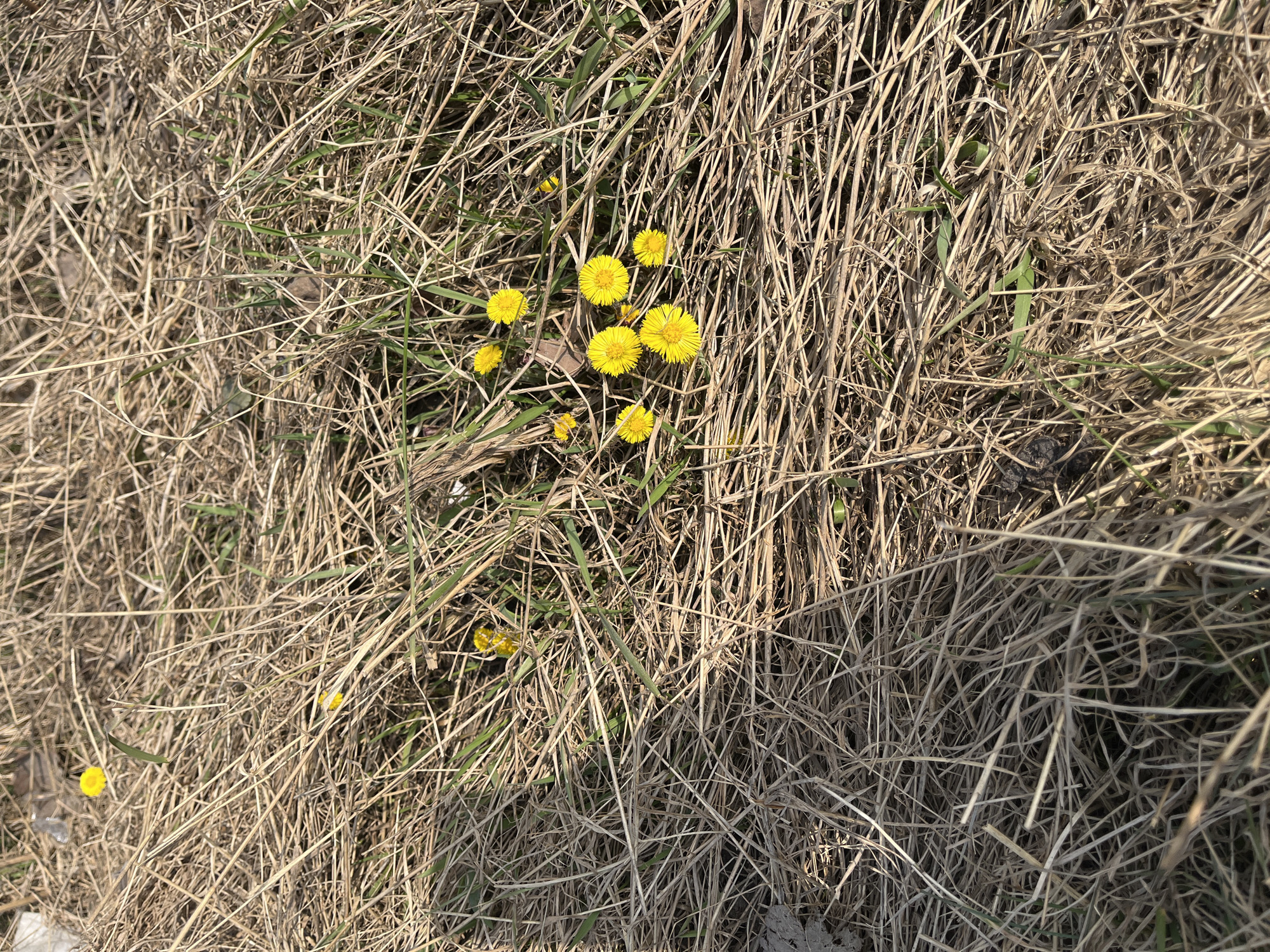 The image shows a patch of dry grass and some green foliage, interspersed with bright yellow coltsfoot flowers. The flowers are concentrated in the center of the image, while scattered blooms dot the periphery. The setting seems to be a field or lawn with dormant grass, and the presence of coltsfoot suggests early spring. Specific location within St. Petersburg, Russia is not discernible.