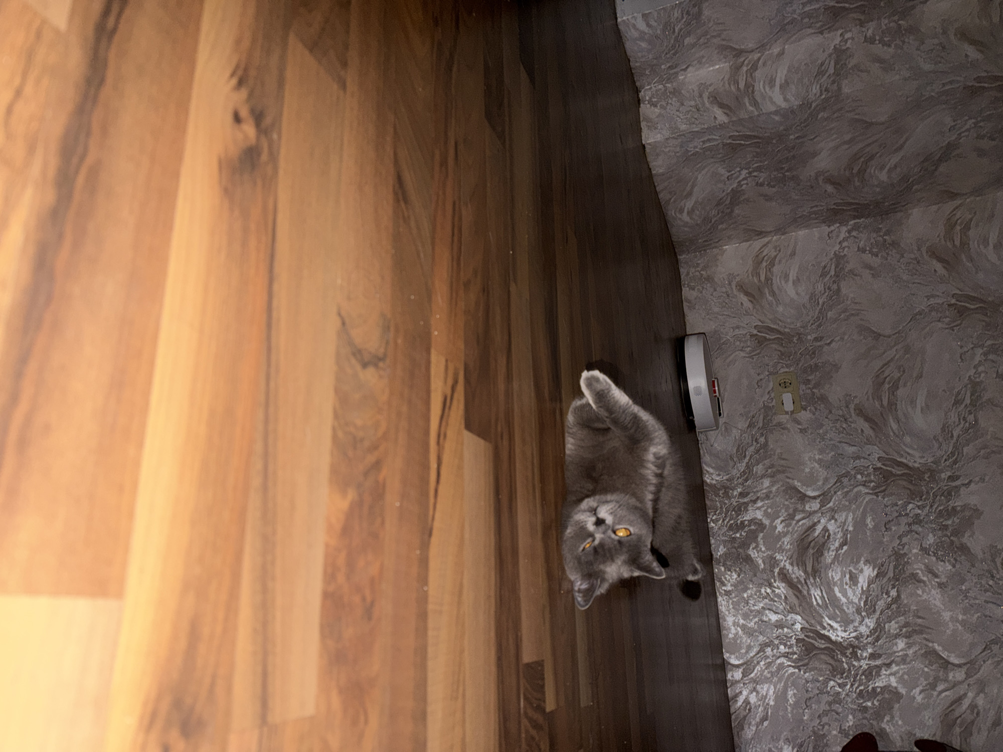 The image shows a grey cat with bright orange eyes lying on its back on a wooden floor. The cat is looking up at the camera with a playful expression. The floorboards are oriented diagonally across the frame. To the right of the cat, the floor transitions to a darker shade. Further to the right, a wall with a swirled grey and white pattern is visible. A white object, possibly a router or speaker, is mounted on the wall near the floor. There is also an electrical outlet on the wall. The lighting suggests an indoor setting, likely during the day or with artificial lighting. The overall scene is domestic and casual, capturing a moment of feline relaxation and interaction. The location context is Kyiv, Ukraine.