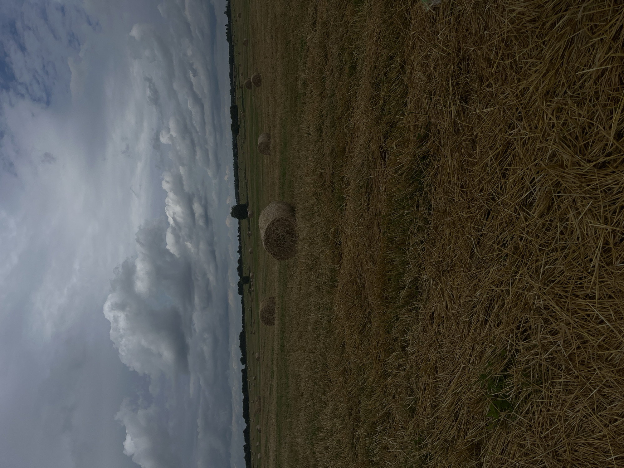 The image depicts a rural landscape under a cloudy sky. In the foreground, a harvested field is covered with dry straw. Scattered throughout the field are numerous round bales of hay. In the background, a line of trees marks the horizon, and beyond that, a distant treeline is visible. The overall impression is that of a harvested agricultural field, likely in a rural area, with the weather suggesting a possibly overcast day. The location is the village of Dyatlitsy, Russia. There are no people or animals visible in the image.