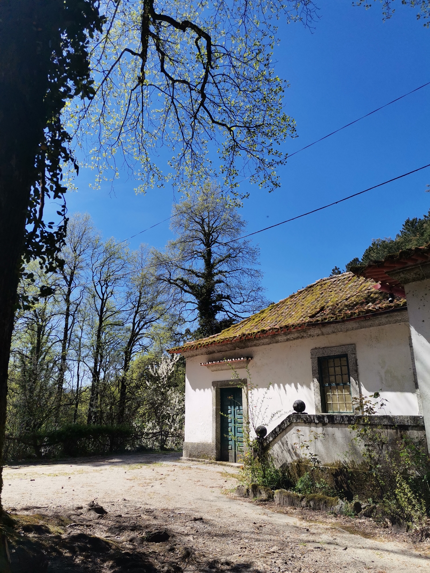 The image shows a building with a white facade and a moss-covered tile roof, set in a natural environment. The building has a green door and a window with dark frames. The area around the building is covered in dirt and some vegetation, including moss and small plants. Trees surround the building, some with bare branches and others with fresh spring leaves. The sky is clear and blue. Two electrical wires run parallel in the sky. The location is likely in a rural area of Amarante, Portugal, given the architectural style of the building and the surrounding landscape.