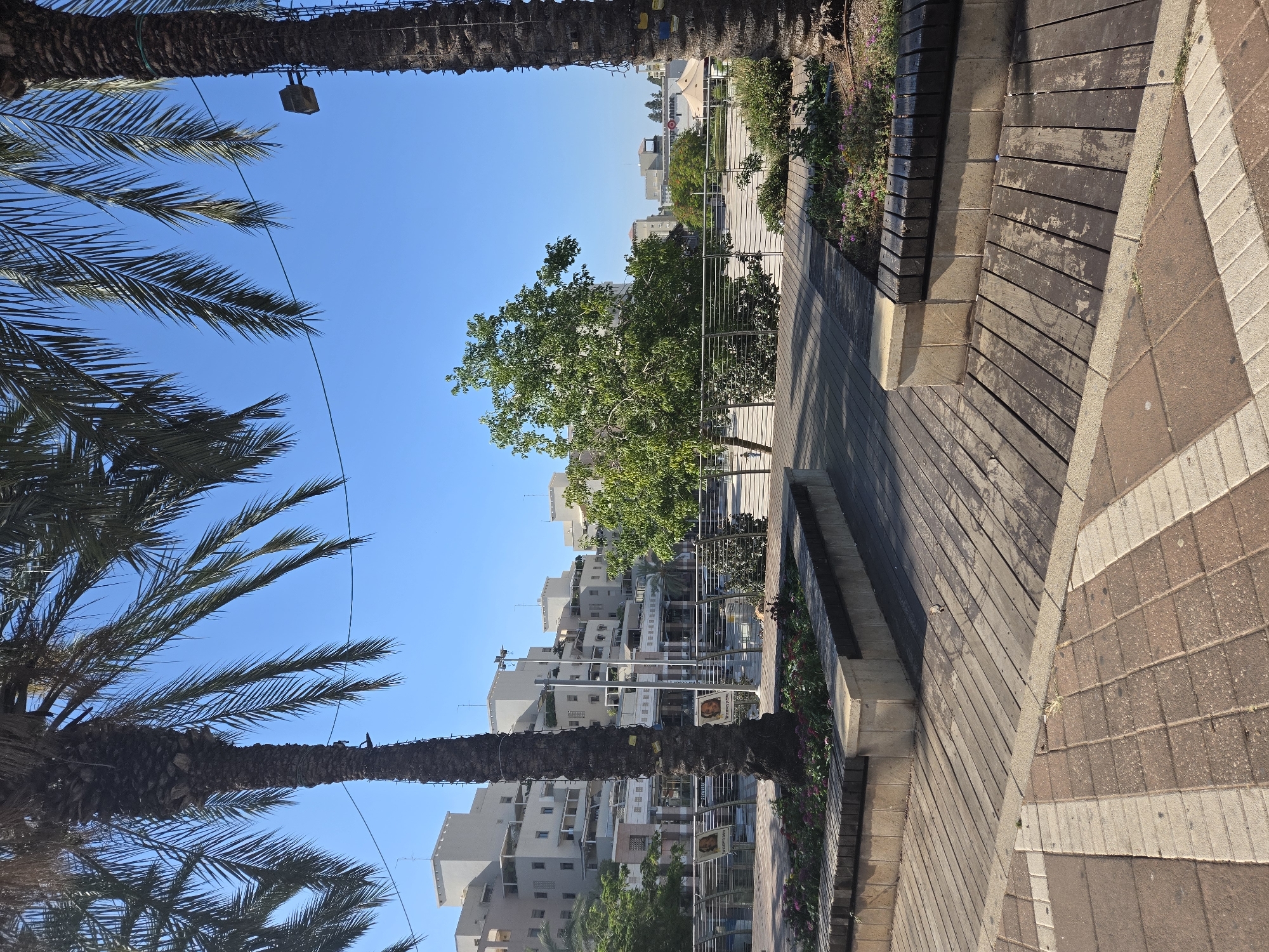 The image shows an outdoor scene with a clear blue sky. In the foreground, large palm trees with thick, textured trunks and feathery fronds dominate the left side of the frame, reaching upwards towards the sky. A thin black wire is visible, running diagonally across the sky between the palm trees.
To the right of the palm trees is a paved walkway. The walkway is constructed of wooden planks arranged lengthwise, with some areas showing wear and tear. Adjacent to the wooden walkway is a pathway made of rectangular bricks in two alternating colors: reddish-brown and light beige. A low, built-in planter box runs along the edge of the wooden walkway, filled with greenery and small pink flowers.
Behind the walkway and planter, a row of modern, multi-story buildings can be seen. These buildings are predominantly light-colored, with many windows and balconies. A few trees with lush green foliage are interspersed between the buildings and along the street.
Signs are attached to the trunk of one of the palm trees, but the text is not legible. Another sign with text is visible further down the walkway, attached to a fence. A small bird can be seen perched on the wooden walkway.
The lighting suggests it is daytime, likely morning or afternoon, with the sun casting shadows on the walkway. The scene appears to be a public area, possibly a park or a street lined with trees and modern architecture in Kfar Saba, Israel. The overall atmosphere is peaceful and serene.