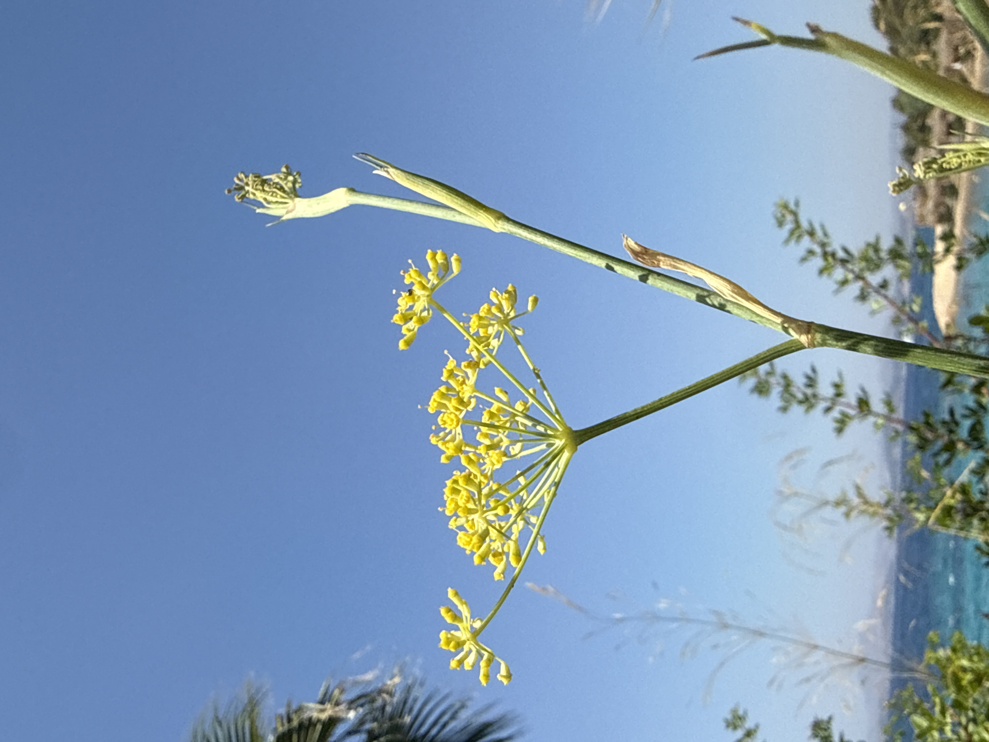 A close-up, low-angle shot captures a vibrant yellow flower against a clear, bright blue sky. The flower, with its delicate, umbrella-shaped cluster of tiny yellow blossoms, is the focal point. A tall, slender green stem supports the flower, and another, unbloomed stem with a budding flower head is visible to its right. In the blurred background, a hint of the Aegean Sea's turquoise waters and a distant shoreline with palm trees and buildings suggest a Mediterranean coastal setting, likely in Bodrum, Turkey, known for its scenic beauty and coastal flora. The image's composition emphasizes the natural elements, with the expansive sky providing a simple, unblemished backdrop.