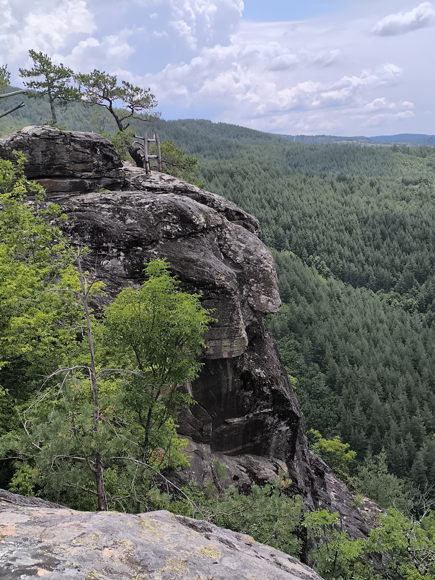 The image shows a rocky cliff face in the city of Dolno Drianovo, Bulgaria, overlooking a vast forest of pine trees. The cliff is covered in moss and vegetation, with a few trees growing from its edge. The sky is cloudy, with patches of blue visible. The overall scene is one of natural beauty and wilderness.