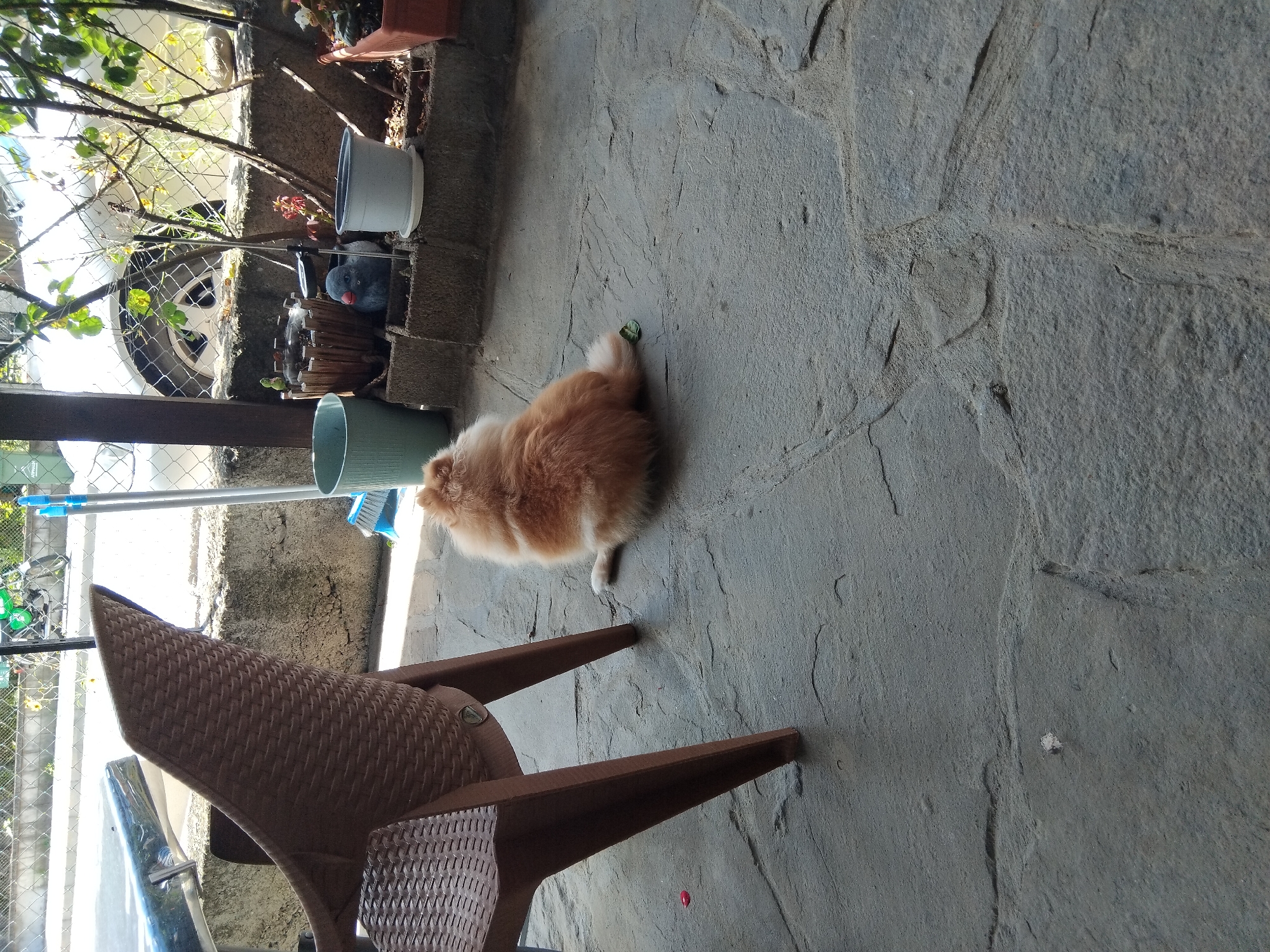 The image depicts a sunlit outdoor patio with a stone floor. A fluffy, light-colored dog is seated facing away from the camera, its tail and hindquarters visible. To the left, a portion of a brown woven plastic chair is prominent. In the background, a low concrete wall supports several potted plants and a decorative bird figurine. Beyond the wall, a portion of a white car and some foliage are visible, with a chain-link fence separating the patio from the background elements. The scene appears to be located in the city of Apriltsi, Bulgaria.