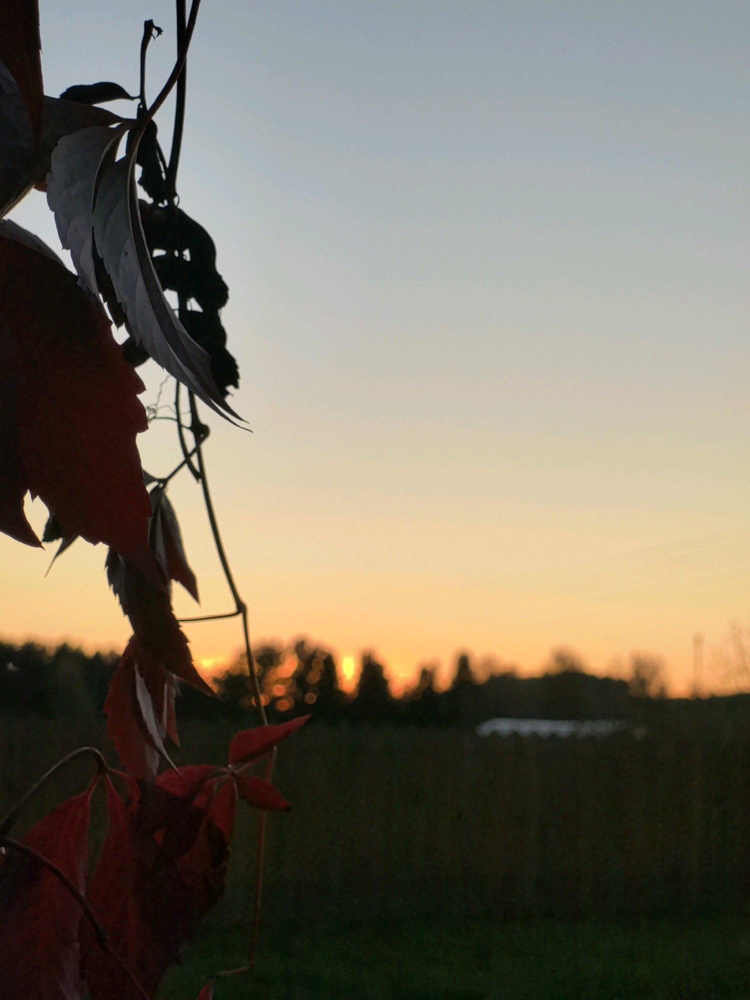 A close-up, outdoor, low-angle shot captures a vine with dark red and grey leaves in the foreground, silhouetted against a pale blue and orange gradient sky at sunset. The leaves hang from a thin, dark stem that extends diagonally from the upper left towards the lower right of the frame. In the background, a blurry line of trees and distant structures creates a dark silhouette. The overall scene suggests a natural setting near Shabury, Russia, during twilight.