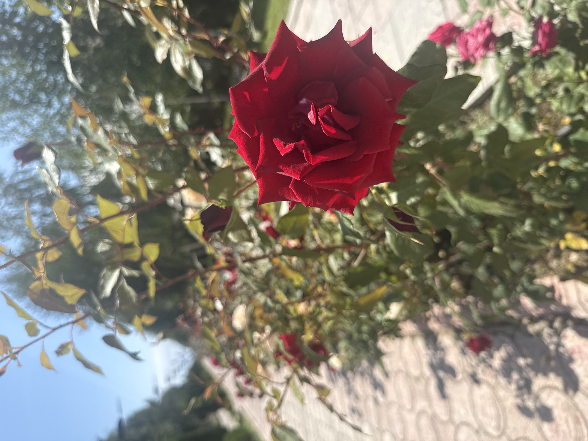 In Sary-Oy, Kyrgyzstan, a close-up of a vibrant red rose is the focal point, its velvety petals unfurling in the sunlight. The rose is part of a rose bush, with several other less distinct roses and green foliage visible. Behind the rose bush, a paved pathway, possibly made of concrete tiles with a decorative pattern, stretches into the distance, lined by more rose bushes and greenery. The pathway appears to be outdoors, likely in a park or garden setting, with a clear blue sky and sunlit trees in the background. The overall scene suggests a serene, natural environment on a bright day.