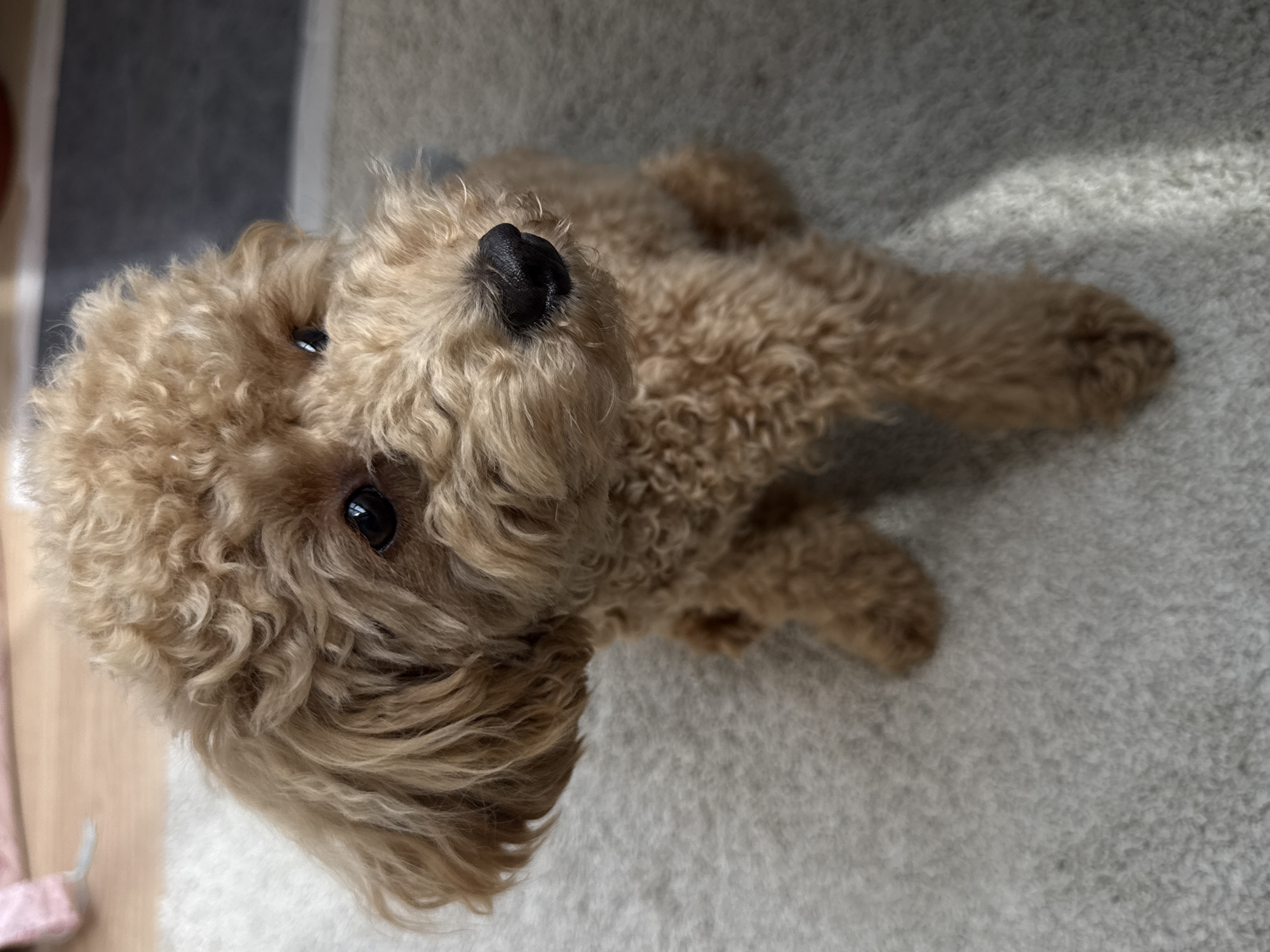 A small, light brown or apricot-colored poodle or poodle-mix dog is the primary subject of this high-angle photograph. The dog is lying down on a light grey, textured carpet, looking directly upwards towards the camera with a curious and alert expression. Its curly fur is visible across its head and body.
Notable features of the dog include its dark, shiny eyes, which reflect some light, and its black nose. The fur around its face is slightly longer and wavier, while the fur on its body is more tightly curled. One of its paws is visible in the lower right part of the frame, resting on the carpet.
The setting appears to be indoors, likely a home in Pervomaysky, Russia. Bright natural light, possibly sunlight, streams in from an unseen window, creating patches of brighter illumination and shadows on the carpet. A sliver of wooden flooring and a blurred pink object, possibly part of a blanket or bag, are visible in the bottom left corner, suggesting a domestic environment. The overall atmosphere is peaceful and domestic. There is no visible text in the image.