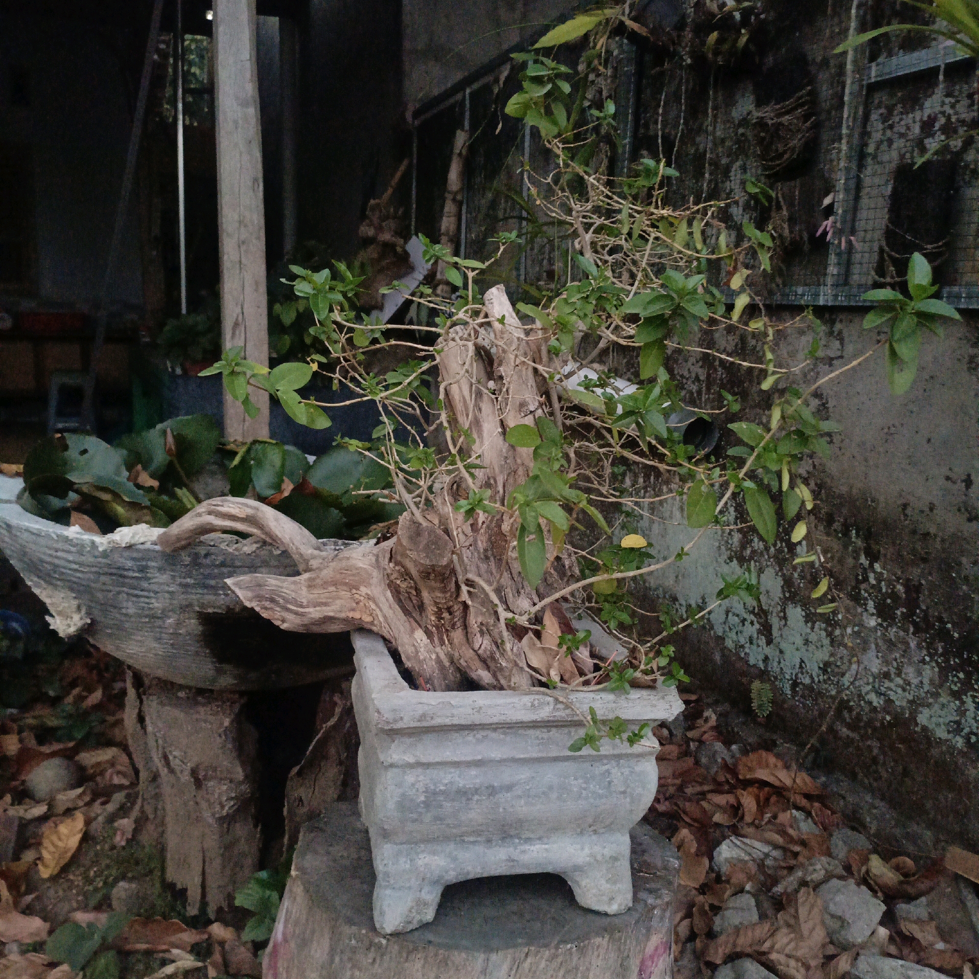 In Salatiga, Indonesia, a bonsai tree with a gnarled, weathered trunk and sparse green foliage sits in a rectangular concrete planter supported by four short legs. The planter rests on a rough-hewn log, which is itself positioned on another larger, similarly aged log. Behind the bonsai, to the left, a concrete trough containing water and lily pads is visible. The background features a rough, textured concrete wall with patches of moss and a metal grate. Fallen leaves and small stones are scattered on the ground around the base of the logs and the wall. The overall scene suggests an outdoor setting, possibly a garden or a yard, with a focus on natural elements and aged materials. There are no people or animals present in the image.