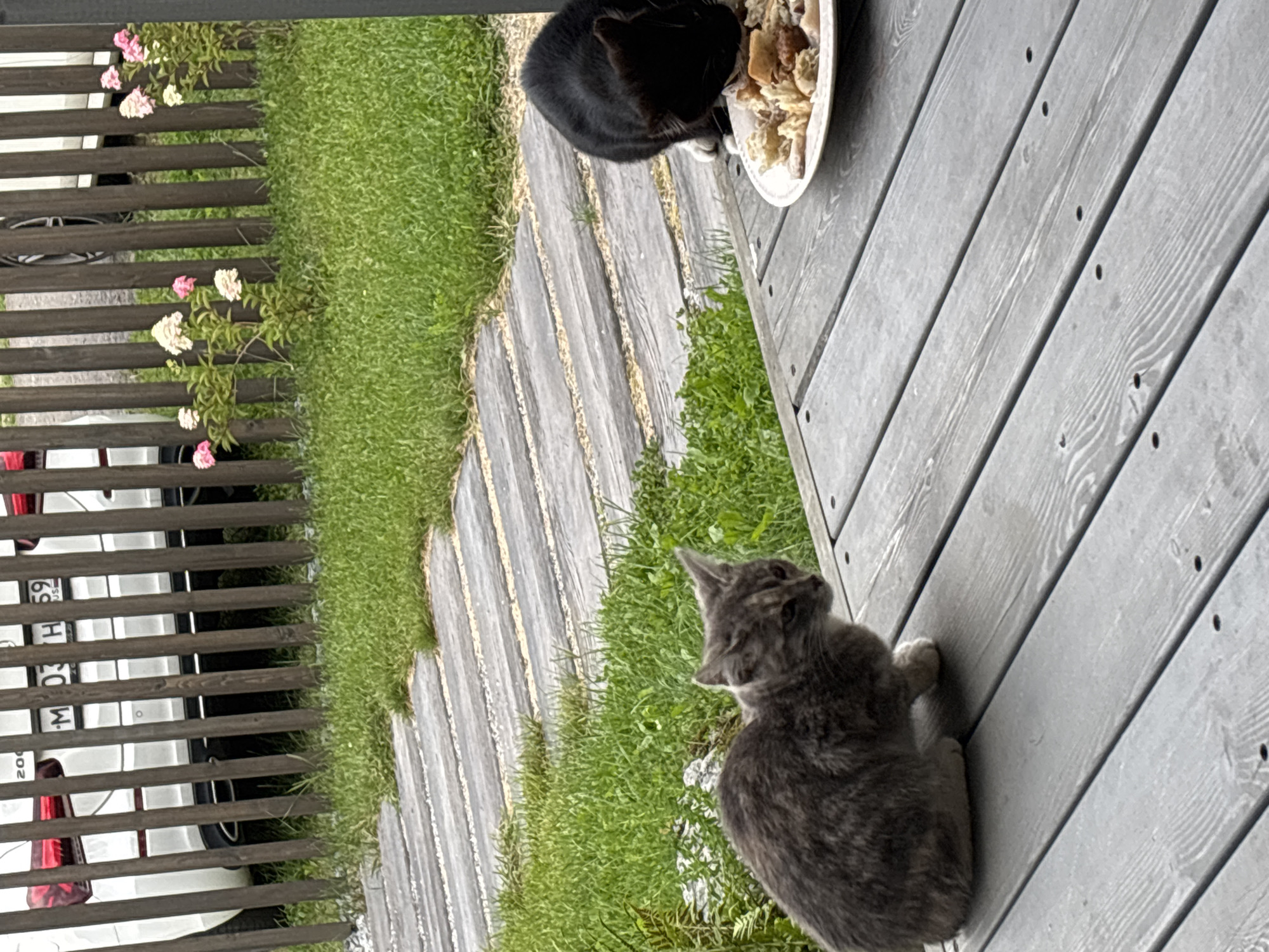 The image shows two cats on a wooden porch in Zvenigorod, Russia. In the foreground, a grey tabby kitten sits facing left, looking towards something out of frame. Behind it and to the right, a black cat is eating from a white plate of food. The porch is made of weathered grey wooden planks. In the background, a wooden fence separates the porch from a grassy area with some pink and white flowers. Beyond the fence, a white car with a license plate that reads "M 03 H 59" is partially visible. The environment appears to be a residential outdoor setting.