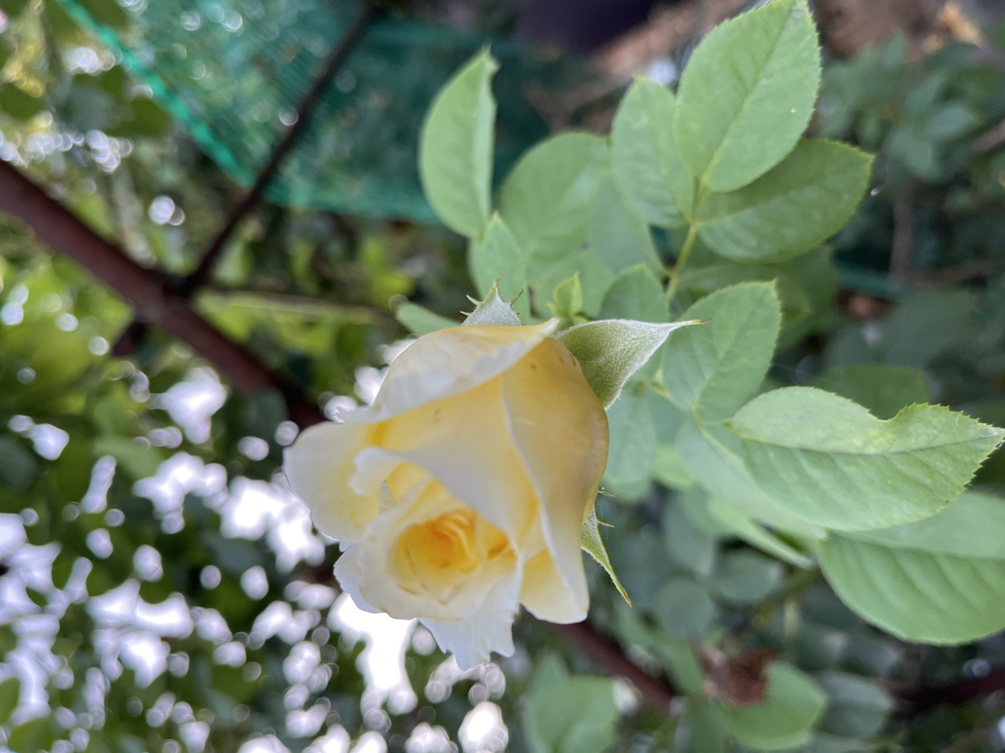 A close-up, eye-level, outdoor shot captures a pale yellow rosebud with hints of orange in its center, surrounded by green leaves. The rosebud is in focus, with soft bokeh effects in the background, suggesting a shallow depth of field. Behind the rose, a blurred brown branch crosses diagonally from the upper left to the middle right of the frame, and a portion of green mesh fencing is visible on the right side. The lighting suggests it is daytime, with sunlight creating bright highlights on the leaves and in the background bokeh. The scene is set in a garden or natural outdoor environment. There are no people or animals visible in the image. The overall impression is of a calm and natural scene.