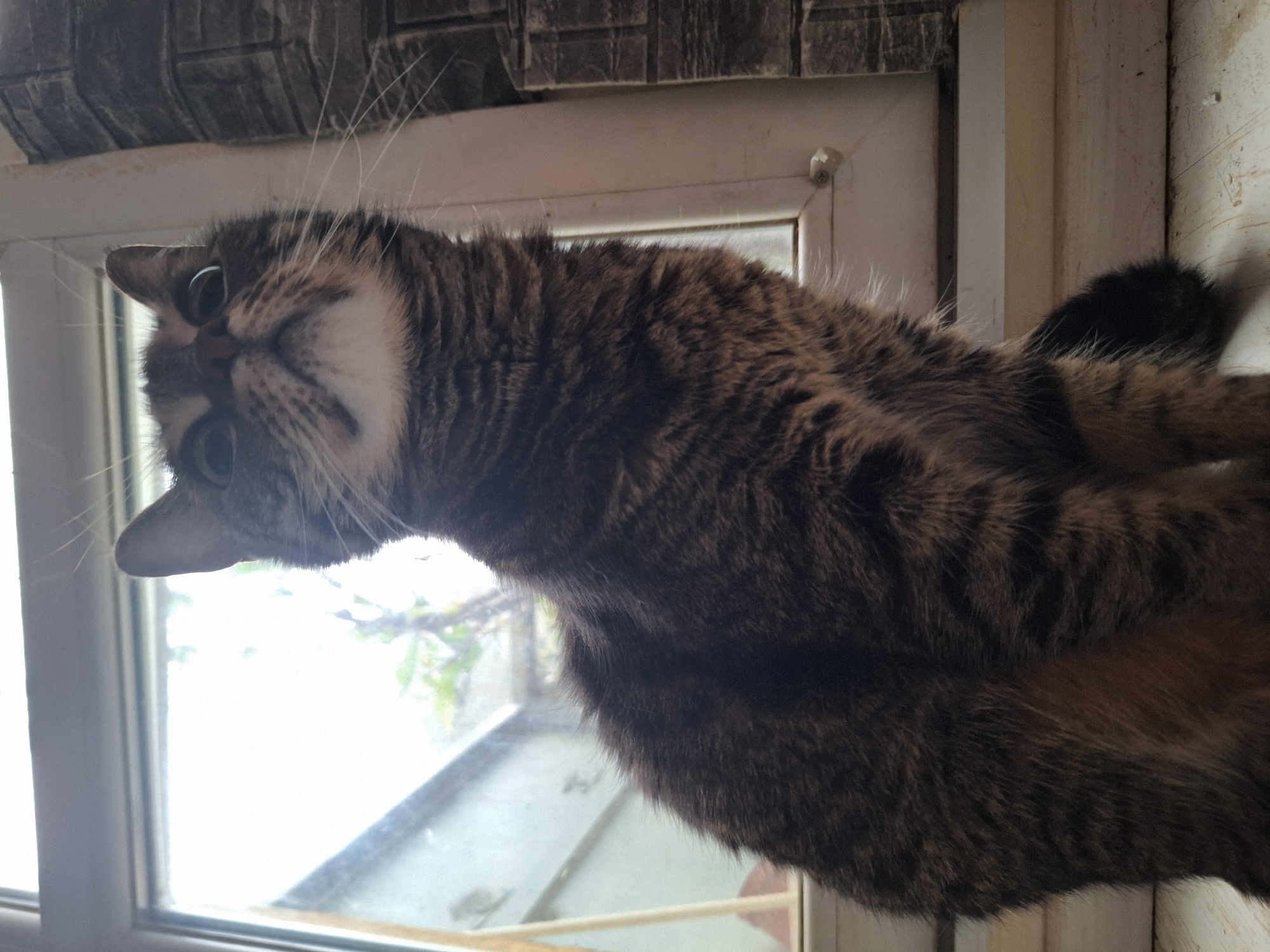 A brown tabby cat is sitting on a windowsill inside a building. The cat is facing the viewer with its head tilted to the left. The background is out of focus and shows a window and what appears to be a curtain or blind above it. The building is in the city of Unknown, Unknown.