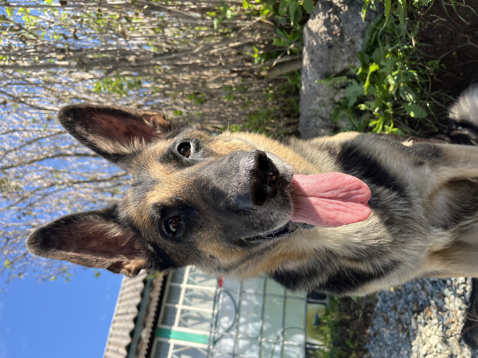 The image shows a close-up of a German Shepherd dog sitting outdoors, with its tongue hanging out. The dog's fur is a mix of black, tan, and brown. Behind the dog, there is a building with a grey roof and white siding, and a bright blue sky. The surrounding environment appears to be natural, with trees and greenery visible. The image is taken from a low angle, looking up at the dog. There is no indication of the location being Nizhny Tagil, Russia.