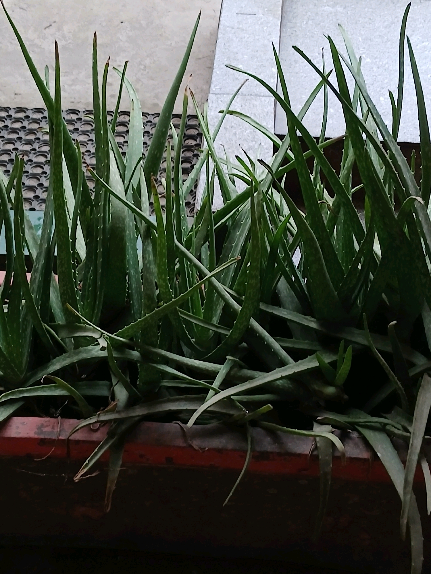 A close-up, medium-angle, outdoor shot shows a dense cluster of aloe vera plants in a dark red planter box. The plants are lush and green, with long, pointed leaves that are slightly translucent and have serrated edges. Some leaves have white spots or streaks. The planter box appears to be made of metal and has a weathered, slightly rusty surface. In the background, a textured gray surface with a repeating circular pattern is visible, suggesting it might be a wall or paving stones. The lighting is natural, and the overall scene suggests an urban environment in Pangkalpinang, Indonesia, possibly a balcony or courtyard.
