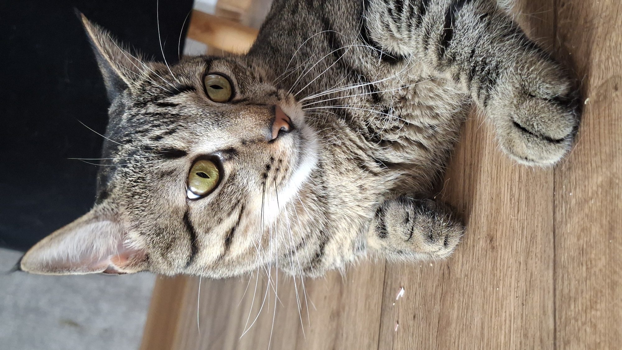 A close-up, eye-level, medium shot captures a tabby cat with green eyes and striped fur lying on a wooden floor. The cat's body is positioned from the chest down, with its paws visible. The background is blurred, showing a dark surface and a wooden leg of a chair. The environment is indoors, likely a home, with no discernible elements suggesting a specific location within the city of Myadzyel, Belarus.