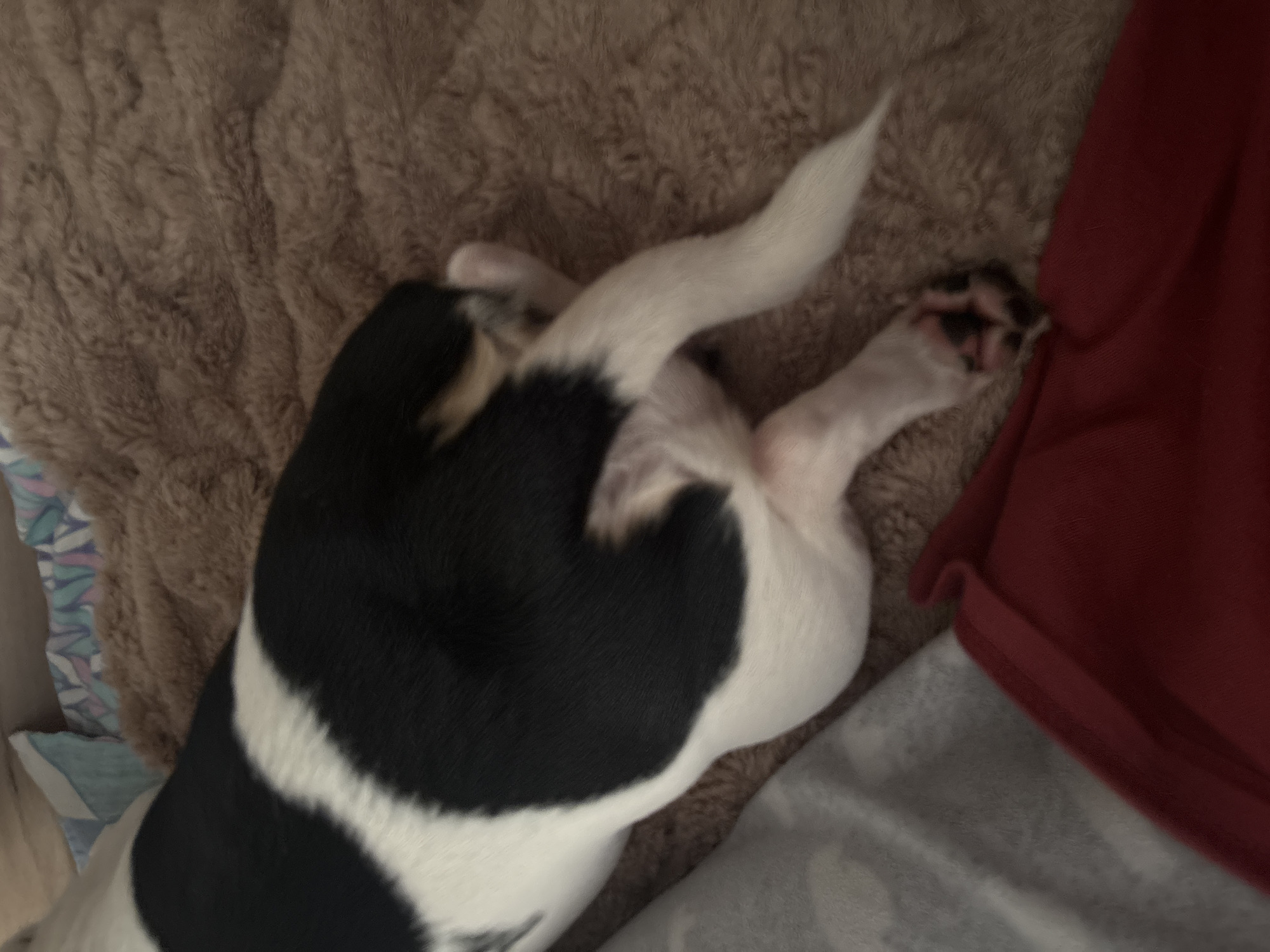 In an indoor setting, possibly a bedroom, a close-up shot captures the hindquarters and tail of a black and white dog lying on a plush, brown blanket. The dog's body is partially visible, with distinct black and white markings. Its hind legs are splayed out, with one leg bent at the knee and the other extended. The tail is long and appears to be white with a few black specks. Part of a grey and white patterned blanket is visible to the left of the dog, and a red garment is in the foreground. The lighting suggests a dimly lit room, possibly at night or with the blinds drawn.