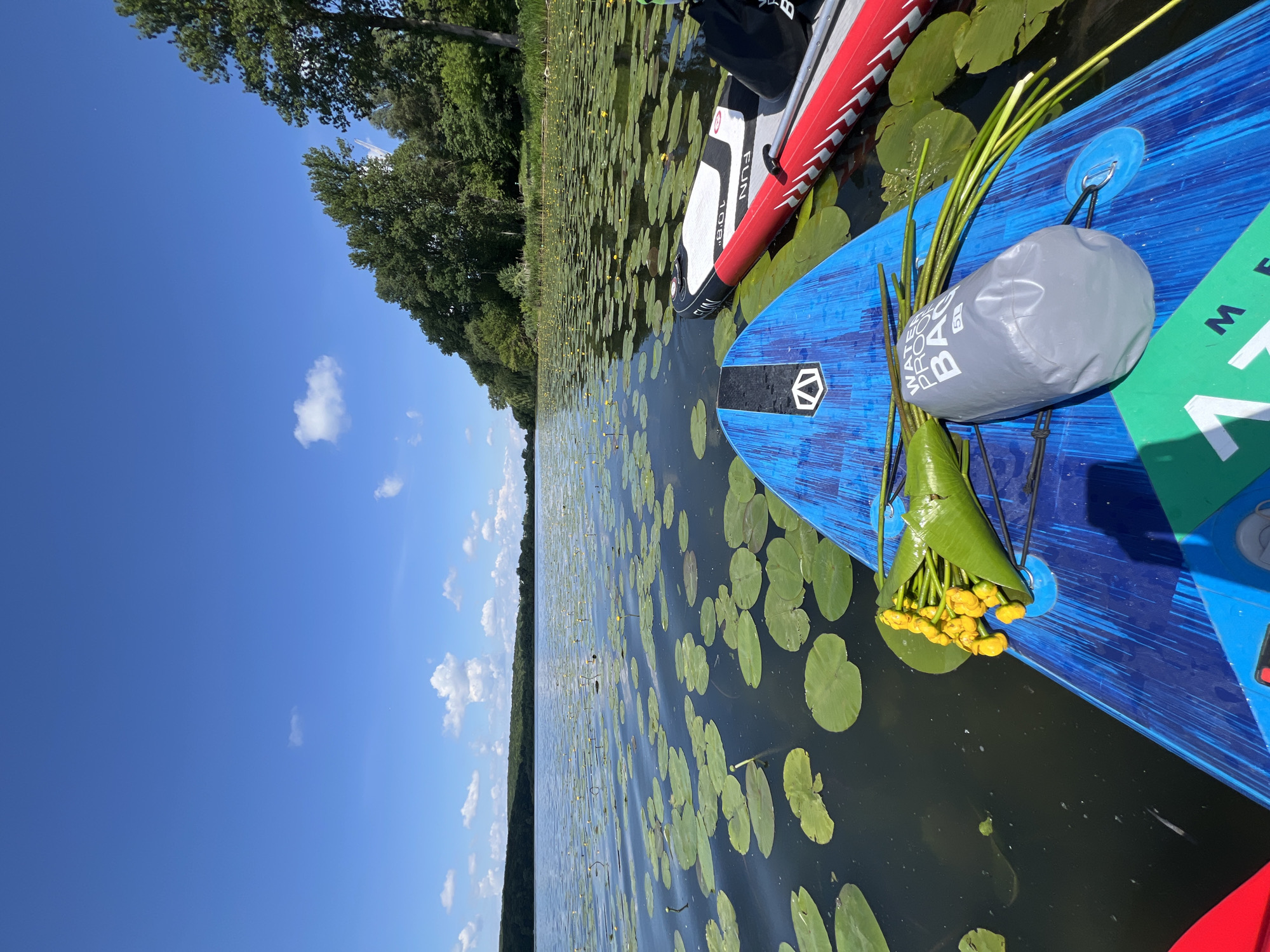 The image depicts a serene lake scene, likely in Bila, Ukraine, on a clear, sunny day. The foreground is dominated by two paddleboards on the water, one blue and the other red and white. The blue paddleboard is closer to the viewer and features a bouquet of yellow water lilies and a gray dry bag with the text "WATER PROOF BAG 5L" printed on it. The lake is covered with a dense growth of lily pads, with scattered yellow water lily flowers. In the background, a lush green treeline borders the lake, with a hill in the distance under a bright blue sky with scattered white clouds. The scene conveys a sense of tranquility and outdoor recreation.