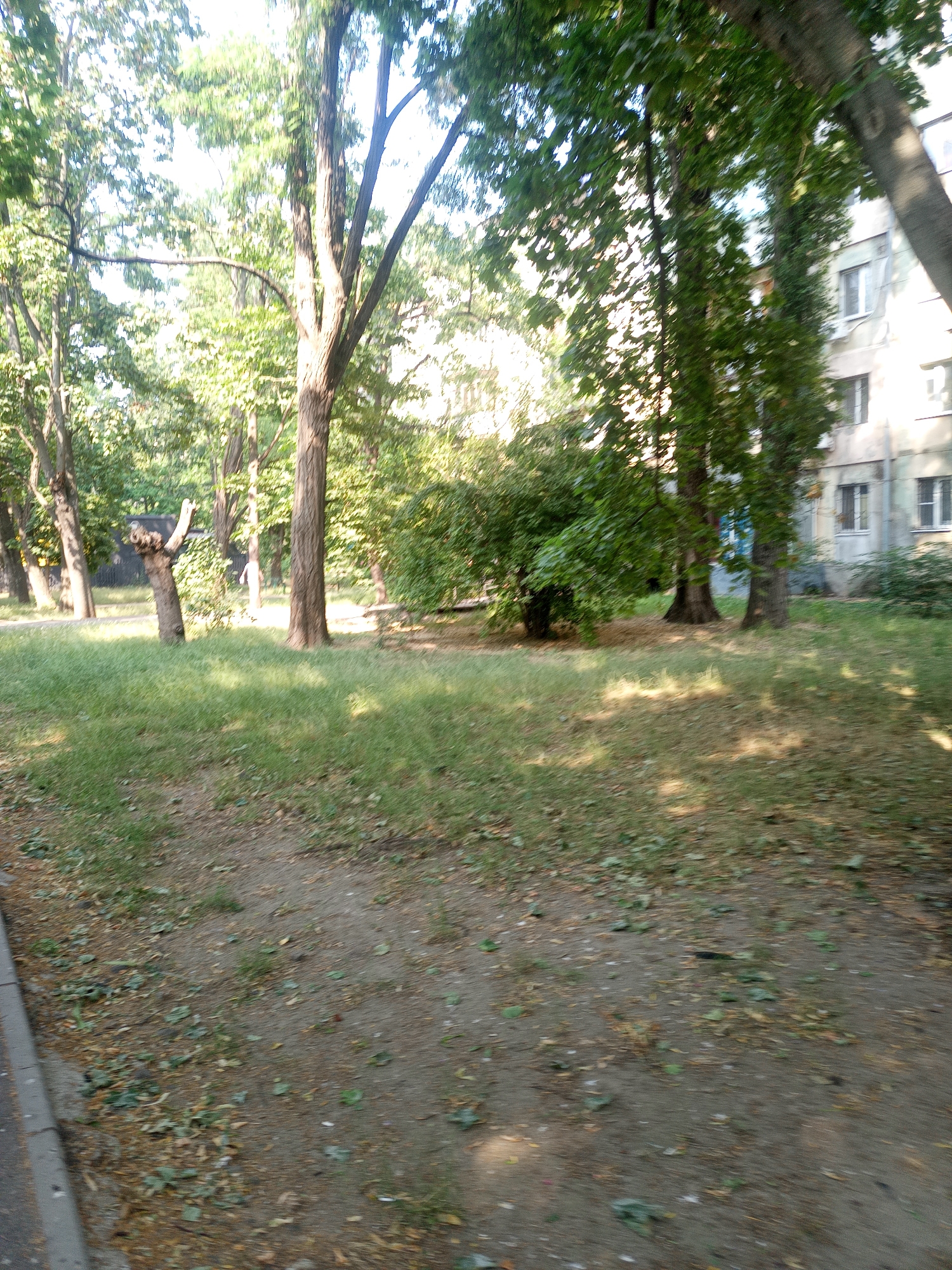 The image depicts a park-like setting with trees and grass. In the background, a multi-story building with windows is visible. The scene is illuminated by sunlight, suggesting it is daytime. The ground is covered with grass and fallen leaves, indicating an outdoor environment, possibly a courtyard or a residential area adjacent to a park. The overall mood is peaceful and natural. There are no visible people or specific activities taking place, making it a still scene of an everyday environment. The focus is on the natural elements of trees and grass, contrasted with the urban element of the building.