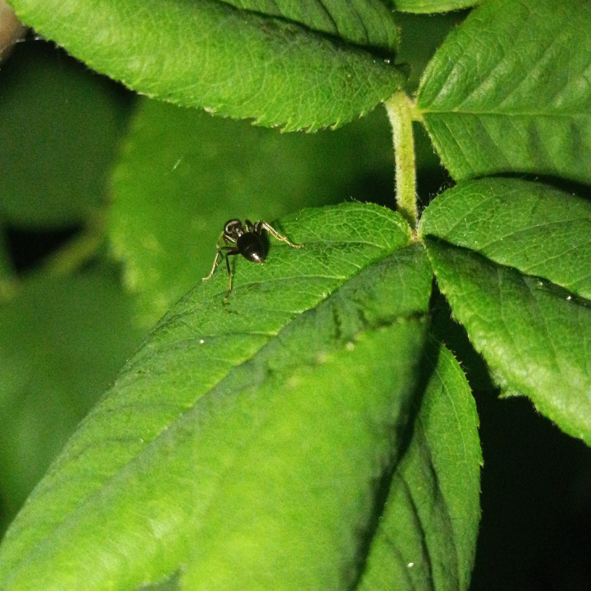 A black ant is positioned on a vibrant green leaf, its body angled slightly to the left. The ant's legs are extended, suggesting movement or a resting pose. The leaf is detailed with visible veins and a slightly serrated edge. The background is a soft blur of green, indicating other leaves or foliage, with areas of dark shadow. The image appears to be a close-up macro photograph. There is no indication of a specific location in Марковский, Russia; the setting is natural.