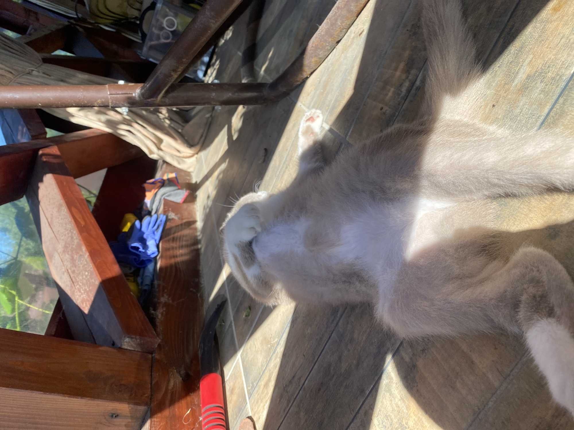 A light brown and white cat is lying on a wooden deck in the sun. The cat is on its back, with its paws in the air. Its fur is soft and fluffy, and its eyes are closed. The deck is made of wooden planks, and there is a shadow of the cat on the deck. In the background, there is a metal frame and some fabric. There are also some blue gloves and a red tool on the deck. The scene is bright and sunny, suggesting it is daytime. The presence of the cat suggests a relaxed, possibly domestic setting. The wooden deck and natural light indicate an outdoor location.