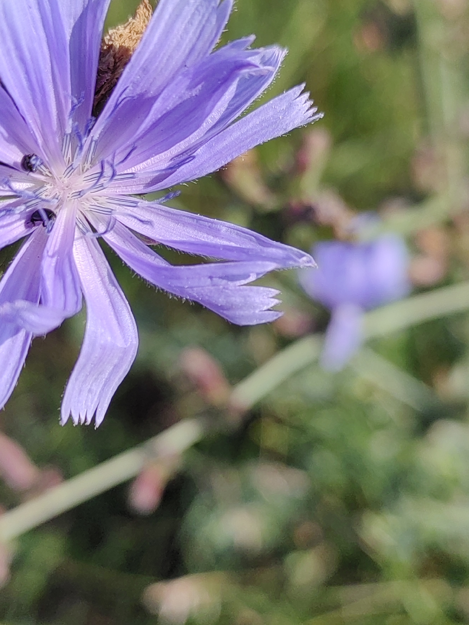 A close-up, low-angle, vertical shot features a light purple chicory flower in focus, its delicate petals fanning out to the left. Two small, dark insects are visible near the center of the bloom, nestled among its stamens. The background is softly blurred, revealing a hint of the environment with greens and subtle brown and pink tones. The setting is a natural outdoor environment, potentially a park or garden in Hrodna, Belarus, given the context. The lighting suggests it is daytime, with soft, natural light illuminating the flower. The overall impression is one of natural beauty and a focus on the intricate details of the flower.