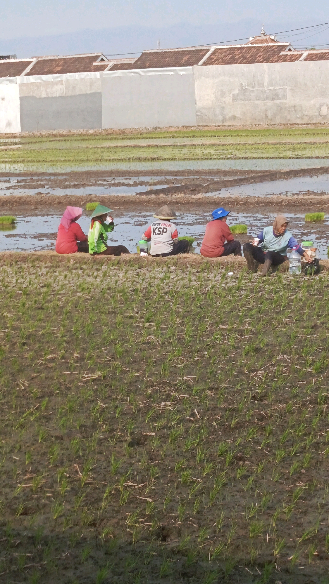 In Babadan, Indonesia, five individuals are seated along the edge of a flooded rice paddy, engaged in planting activities. The foreground is filled with newly planted rice seedlings, with rows of younger green shoots emerging from the dark, wet soil. In the middle ground, the five people are positioned on a raised earthen bank between flooded sections of the paddy.
The person on the far left wears a bright pink headscarf and a red long-sleeved shirt. Next to them, a person in a green shirt and a conical straw hat holds a drink in their right hand. The third individual from the left is seated facing away from the camera, wearing a light-colored shirt with red lettering that reads "PUPUK YOSFAT KSP". This person is also wearing a straw hat. To their right, another person sits facing away, dressed in a red long-sleeved shirt and a blue cap. The person on the far right wears a light blue t-shirt and dark pants, with a light brown headscarf. They are interacting with a large clear plastic bottle of water and other items on the ground.
The background features a row of simple, white-walled houses with red-tiled roofs. Beyond the houses, the sky is a pale blue, with hazy distant hills visible on the horizon. The overall scene depicts agricultural labor in a rural Indonesian setting.