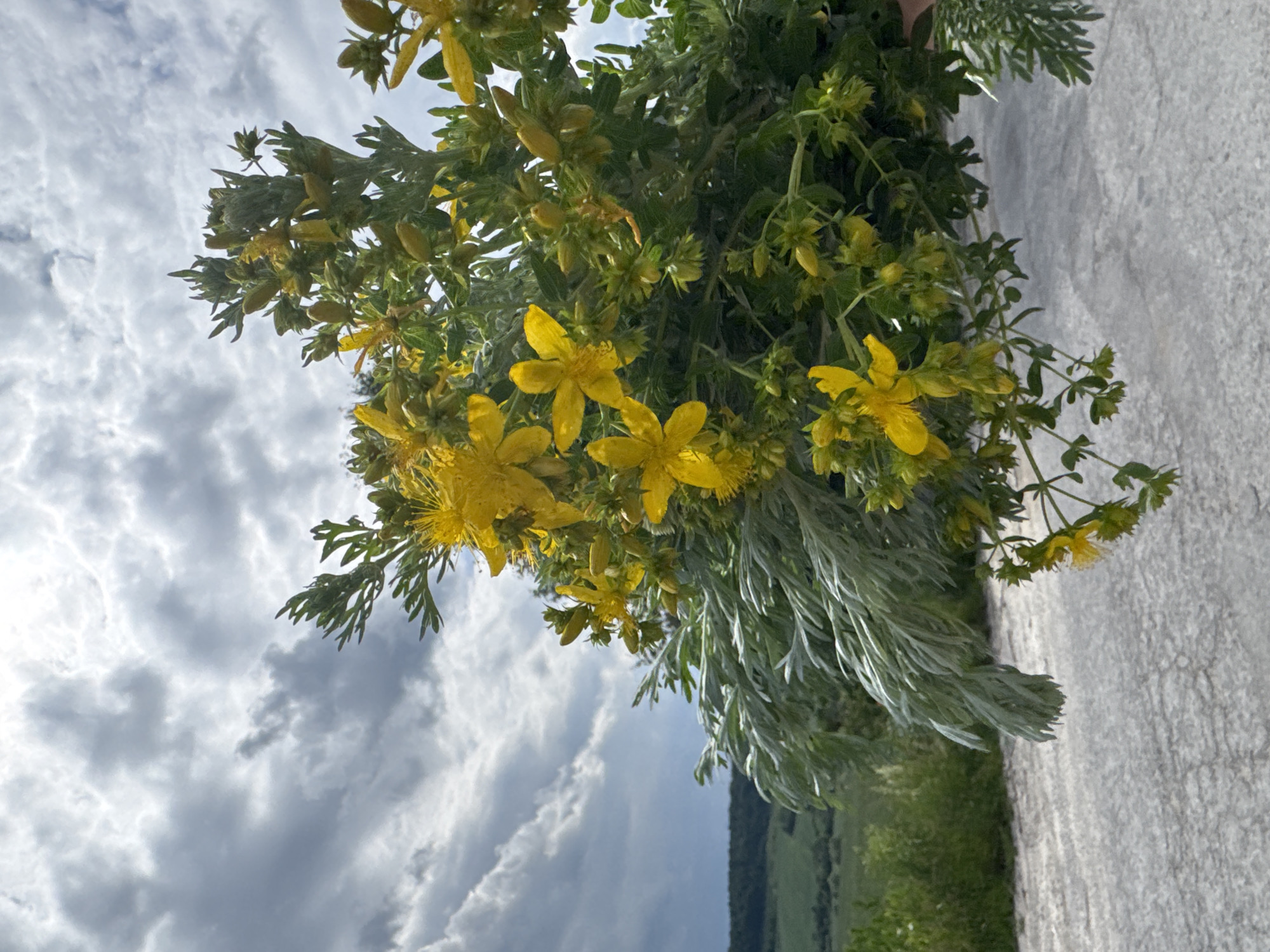 In Pavliv, Ukraine, a bouquet of wild herbs is held against a backdrop of a cloudy sky and a green, rolling landscape. The bouquet consists of bright yellow St. John's Wort flowers and silvery, feathery Artemisia leaves. The ground beneath is a rough, light-colored surface, possibly a road or path. The scene is natural and rustic, suggesting an outdoor setting away from dense urban areas.