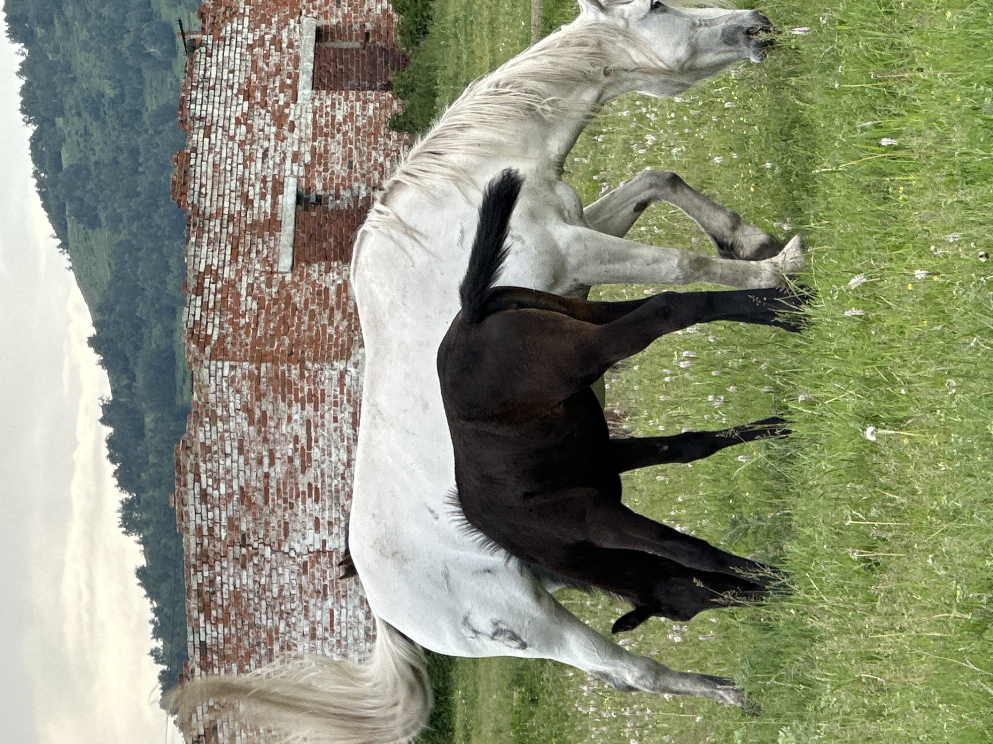 A white horse and a black foal graze in a grassy field in front of a dilapidated brick building. The building appears to be an old barn or stable with crumbling walls and empty window openings. In the background, a lush green hillside is covered in trees. The sky is overcast, suggesting a cloudy day. The white horse has a long, flowing mane and tail, and the foal is small and dark-colored. Both animals are bent over, eating grass. The scene is pastoral and evokes a sense of rural tranquility, despite the ruined structure.