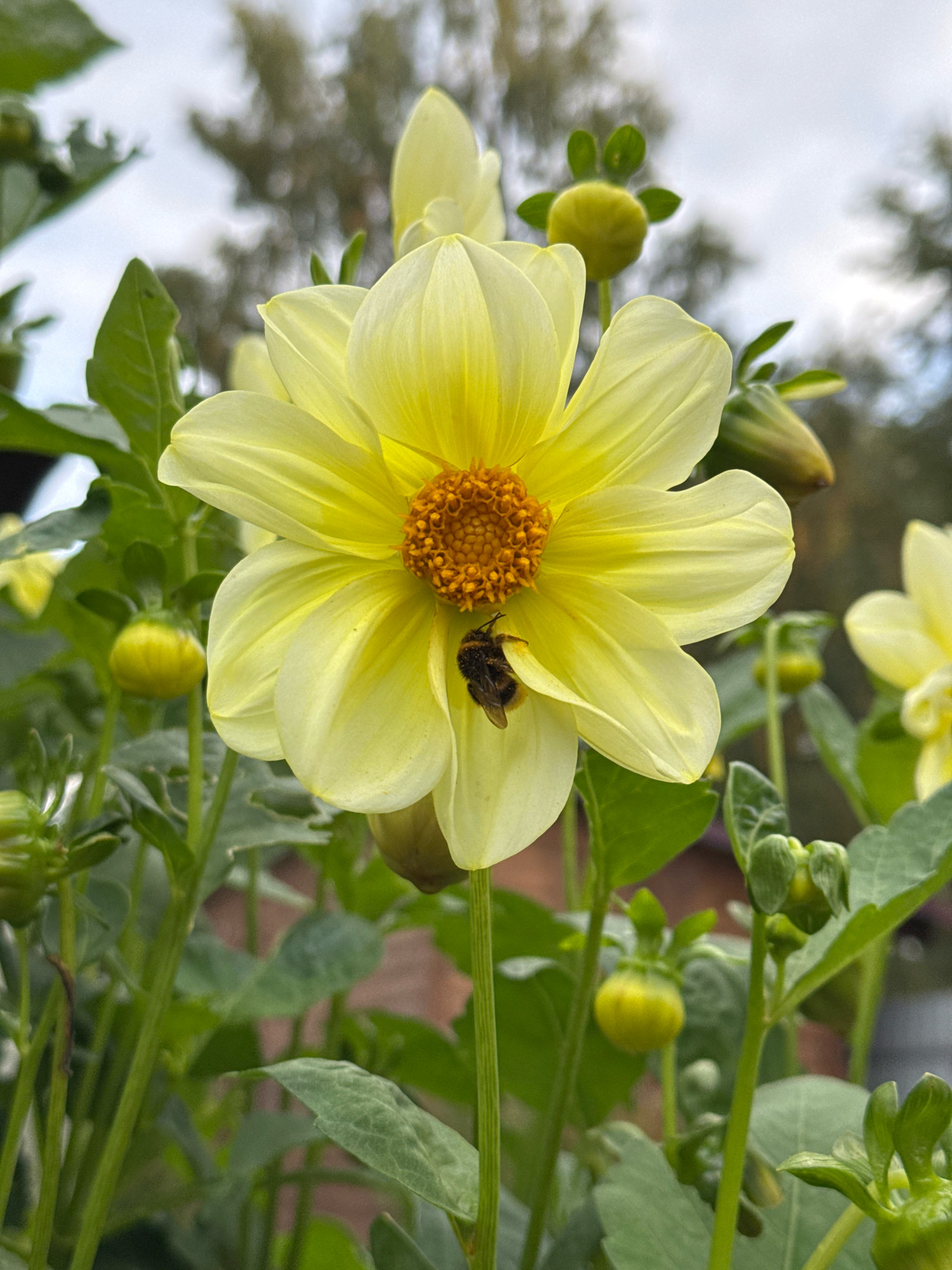 A bumblebee, characterized by its fuzzy, black and yellow body, is resting on a single yellow dahlia flower. The dahlia, with its numerous delicate petals, is the central focus of the image. Several green buds and leaves surround the bloom, suggesting a garden setting. The background is softly blurred, showing hints of trees and a cloudy sky. The scene appears to be located in a garden within Солнечное Снт (Леоново), Russia.