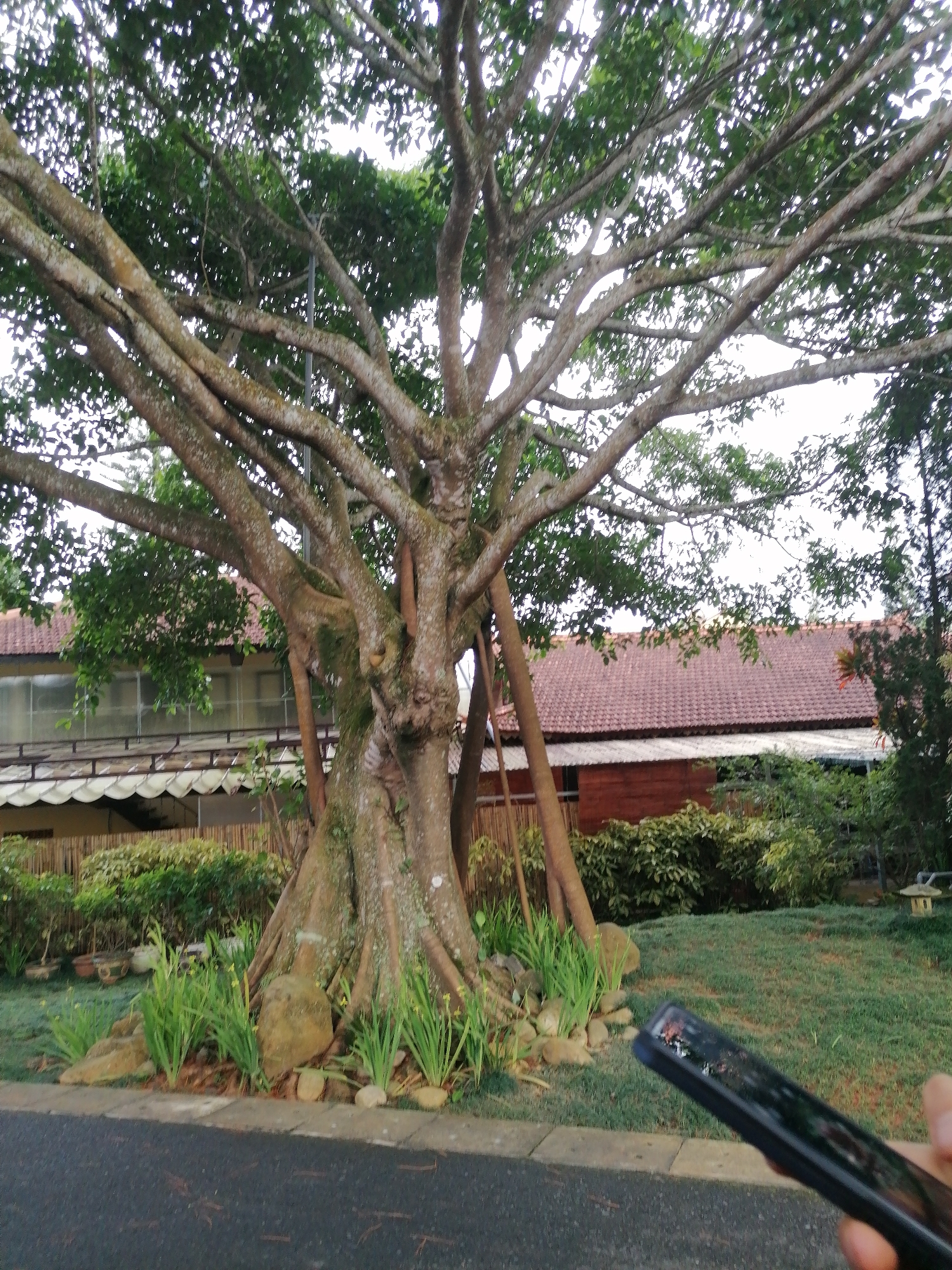 An external, eye-level, medium shot captures a large, ancient tree with thick, gnarled branches and a wide trunk in the foreground, positioned centrally. The tree is supported by wooden posts. Behind the tree, a building with a red-tiled roof and large glass windows is visible. Surrounding the tree are areas of grass, various plants, and rocks. In the bottom right corner, a hand is holding a dark-colored smartphone, angled towards the tree, suggesting a photograph is being taken or reviewed. The scene appears to be a garden or park setting, possibly within the city of Da Lat, Vietnam, given the presence of mature trees and the architectural style of the building.