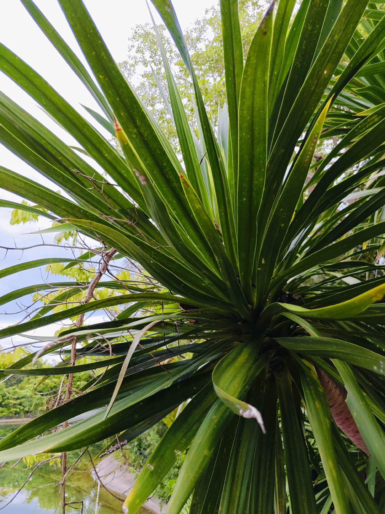 The image shows a close-up view of a Dracaena plant with long, strap-like green leaves. The leaves are arranged in a dense cluster, radiating outwards from the center of the plant. Some leaves have yellow variegation. The background is blurred but appears to be an outdoor setting with greenery and a body of water. The image was taken in Mu Si, Thailand.