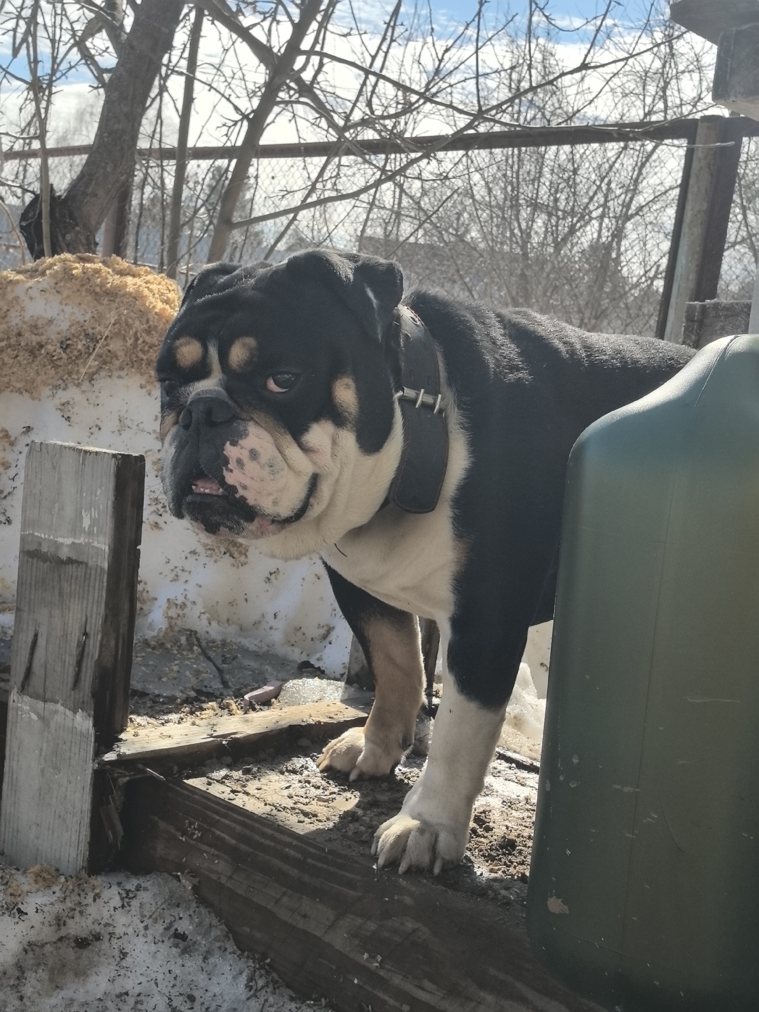 This image captures an outdoor scene in the city of Noviy, Russia, featuring a tricolored English Bulldog. The dog, predominantly black with white underparts and tan markings above its eyes and on its cheeks, is positioned in the center, facing slightly left. It wears a wide black leather collar with three visible silver-toned buckles/loops. Its jowls are prominent, and a small portion of its tongue is visible.
In the immediate foreground, a weathered wooden post stands vertically on the left, next to a ground surface composed of dirt, partial snow cover, and scattered wood shavings. The dog's front paws rest on a horizontal wooden plank, part of a rustic ground-level structure. To the right, a large, dark green, cylindrical plastic container occupies the lower right quadrant of the frame, partially obscuring the dog's hindquarters.
In the midground, behind the dog and the wooden post, a mound of snow mixed with light brown wood shavings is visible. The background reveals numerous bare deciduous trees against a bright, partly cloudy blue sky. A horizontal metal bar, possibly part of a fence or gate, is discernible between the trees and the ground line. The overall environment suggests a semi-rural or industrial outdoor setting with winter or early spring conditions.