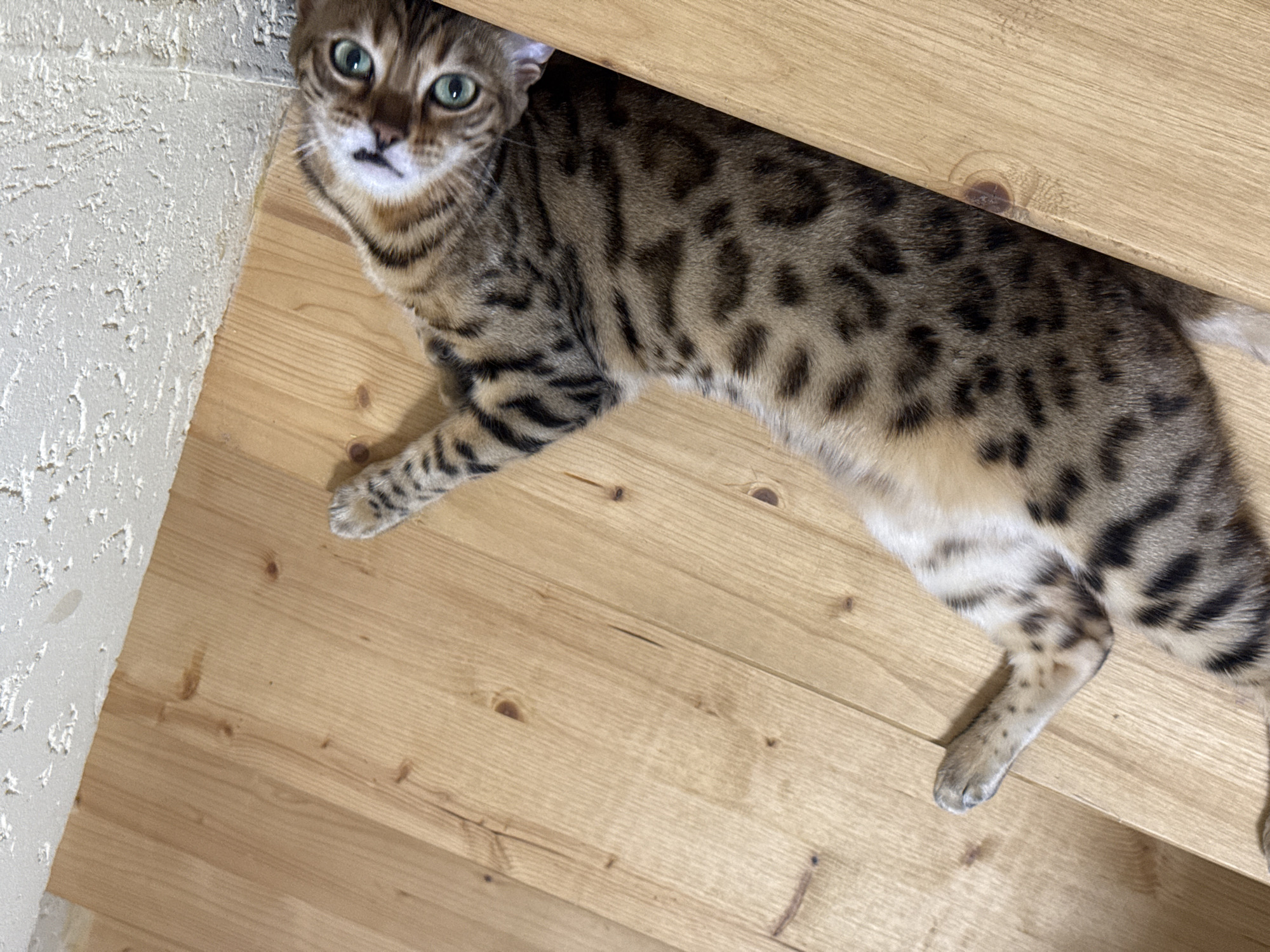 A Bengal cat with distinctive spotted markings is lying on its back on a wooden staircase. The cat's head is tilted upwards, and its large green eyes are looking directly at the camera. Its paws are splayed out, with one foreleg extended upwards. The staircase is made of light-colored wood planks, and the wall above the stairs has a rough, textured finish. The scene is lit from above, casting soft shadows on the cat and the stairs. There is no indication of the location within the city of Partenit, Ukraine.