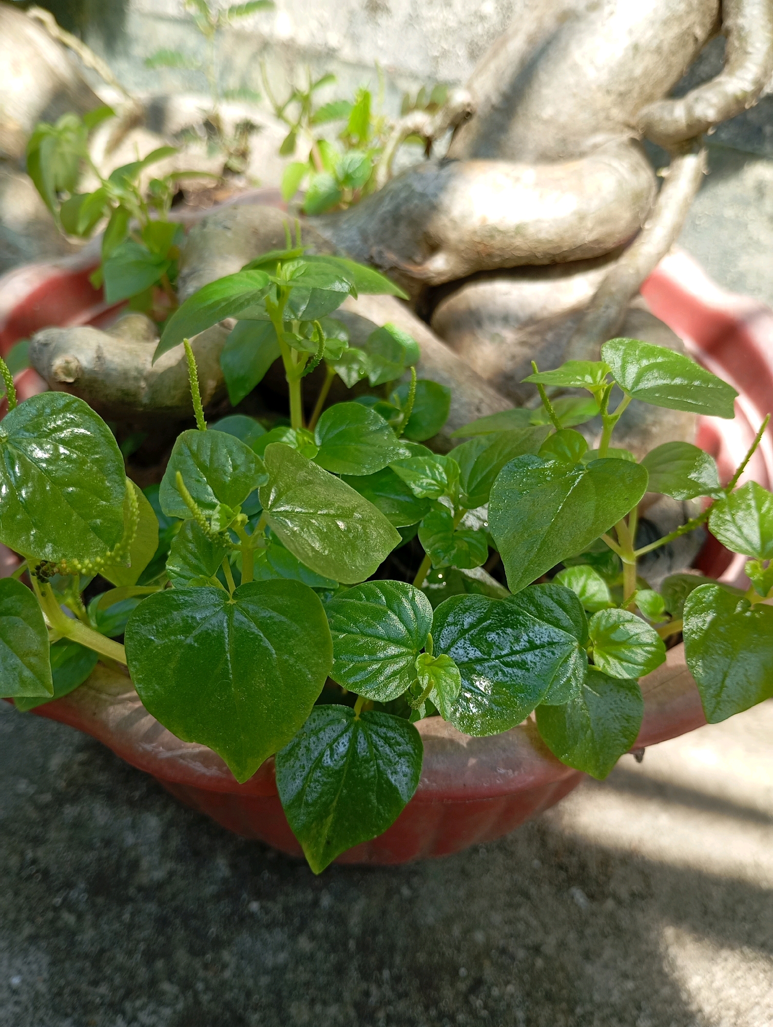 In Balikpapan, Indonesia, this image captures a close-up of a small, leafy green plant in a reddish-brown pot. The plant has several heart-shaped leaves, some with a glossy sheen from water droplets. Thin, light green stems emerge from the base, branching out to support the leaves and delicate, spiky flower stalks. Behind the plant, a sculpture or decorative object made of weathered, light brown material, possibly wood or stone, is visible. The pot sits on a textured, gray surface, likely concrete, with areas of light and shadow suggesting an outdoor setting.