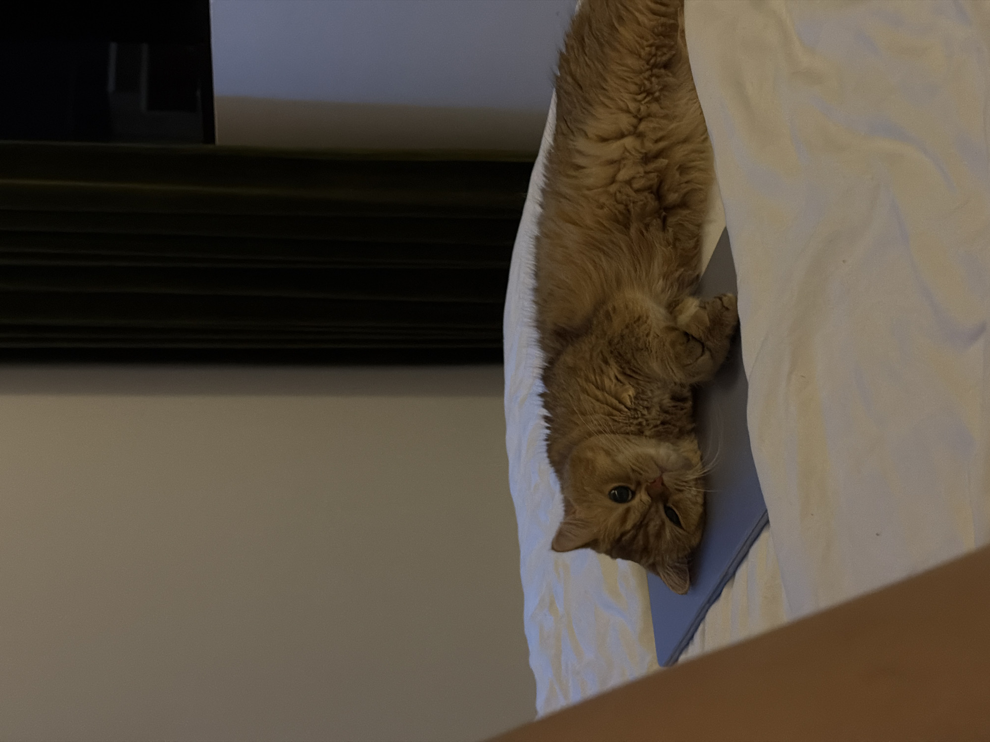 An orange-furred cat is lying on a light blue laptop, which is on a white duvet. The cat is looking towards the camera with its head resting on the laptop. Its body stretches out to the right. The background shows a wall and dark green curtains, with a hint of a television screen visible. The scene appears to be indoors, possibly a bedroom, in a hotel or residential setting in Da Nang, Vietnam.
