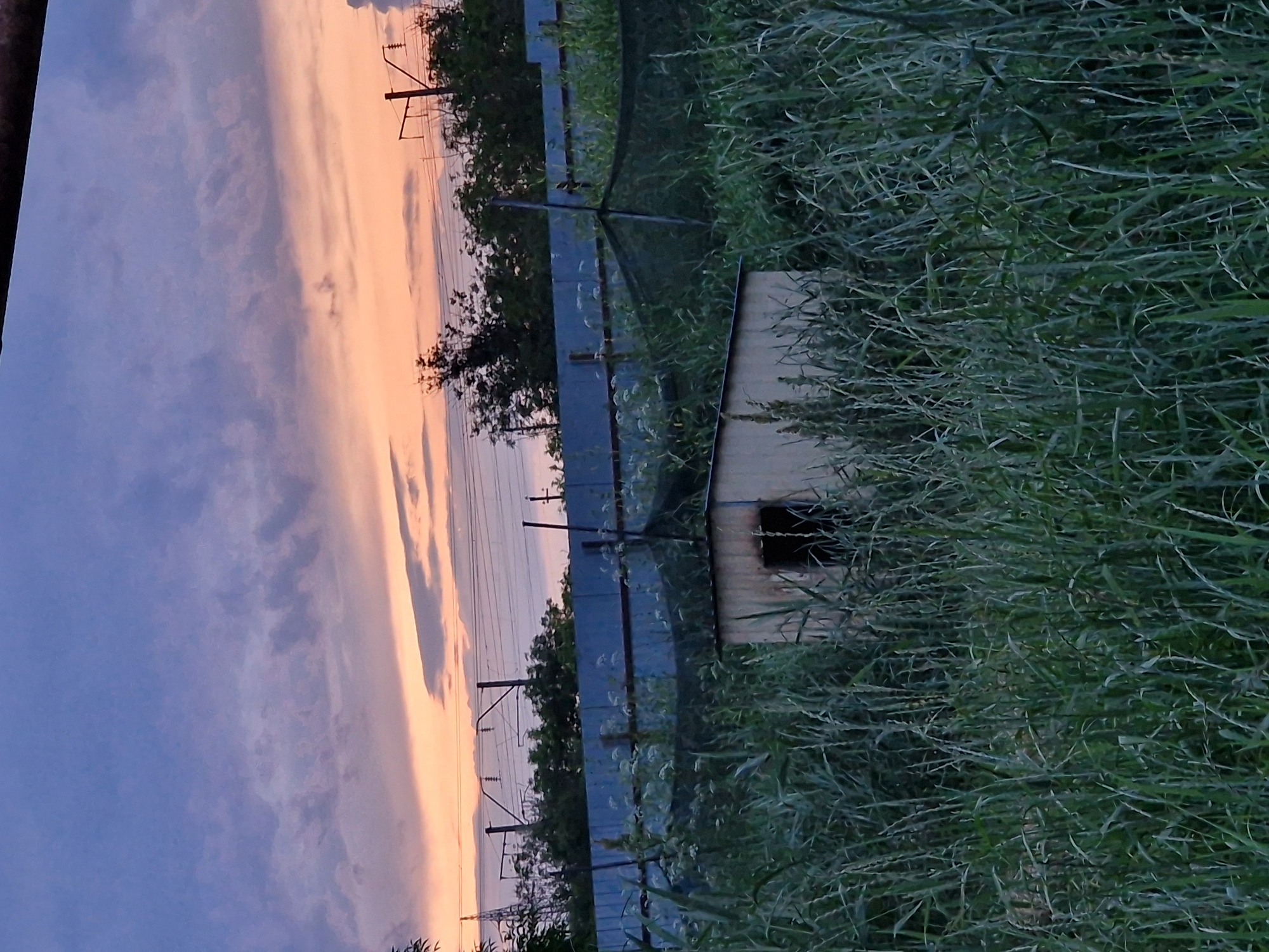 The image depicts an outdoor scene at dusk, with a muted color palette dominated by the sky and vegetation. The sky is a gradient of soft purples and oranges, with scattered, wispy clouds. In the background, a metal fence runs horizontally across the frame, partially obscured by trees and vegetation. Power lines and utility poles are visible above the fence, indicating a semi-urban or industrial fringe location. In the foreground, tall, green grass and other wild plants create a dense, overgrown environment. A small, dilapidated wooden structure, possibly a shed or a shelter, is visible within the vegetation, featuring a dark opening that suggests an entrance. The overall impression is one of a neglected or undeveloped area, perhaps on the outskirts of Kursavka, Russia, given the context. There are no people or animals present in the image.