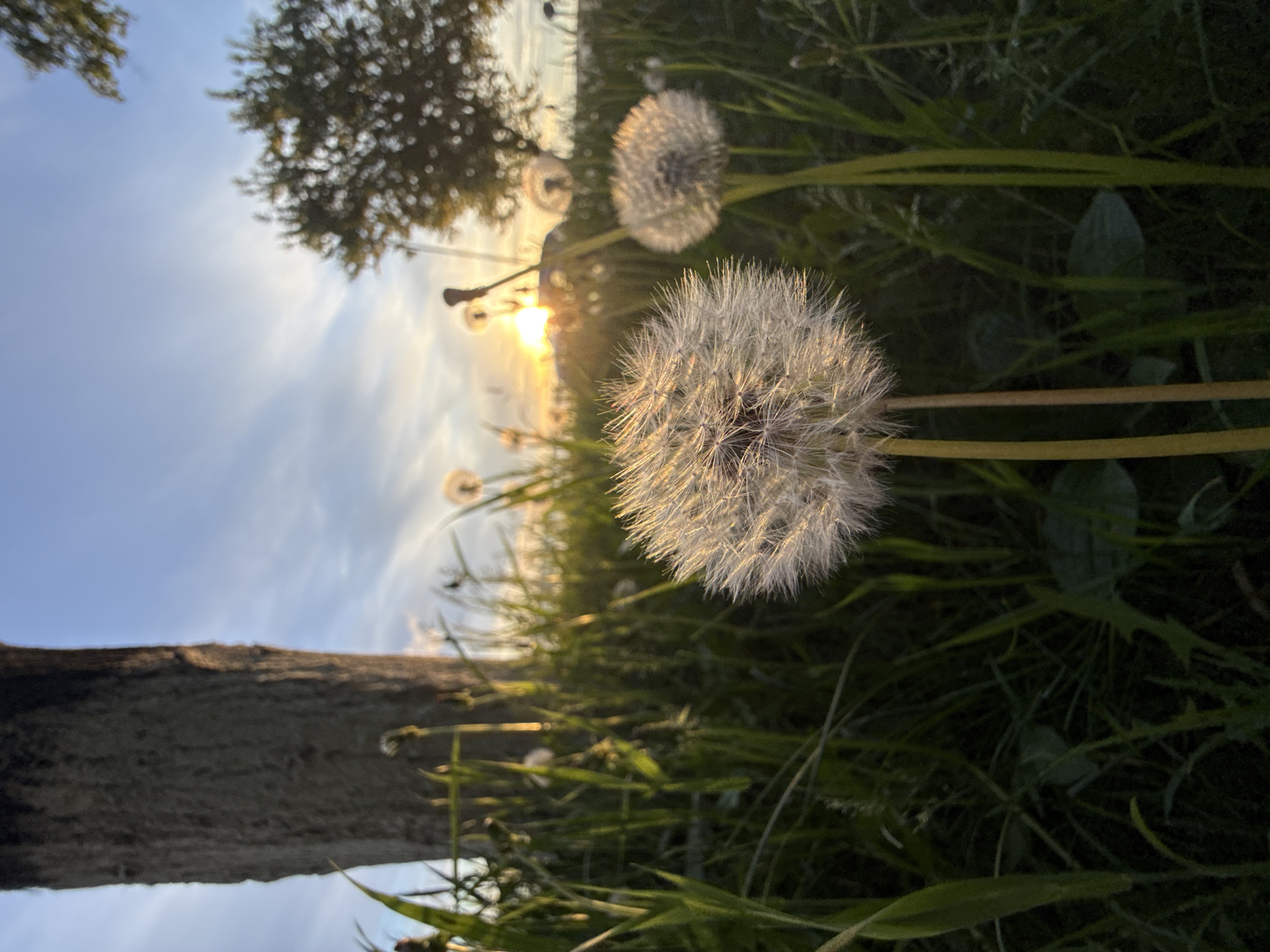 The image depicts a field of dandelions at sunset. The camera angle is low, close to the ground. A wooden beam lies horizontally in the foreground, slightly out of focus. Several dandelion seed heads are visible, with the one in the center of the frame being the most prominent and in sharp focus. Green grass blades surround the dandelions. In the background, a tree silhouette is visible against the setting sun, which is partially obscured. The sky is a gradient of blue and orange hues. There are no people visible in the image. The location is undetermined, so it is not possible to say for sure if the photo was taken in the city of Votkinsk, Russia.