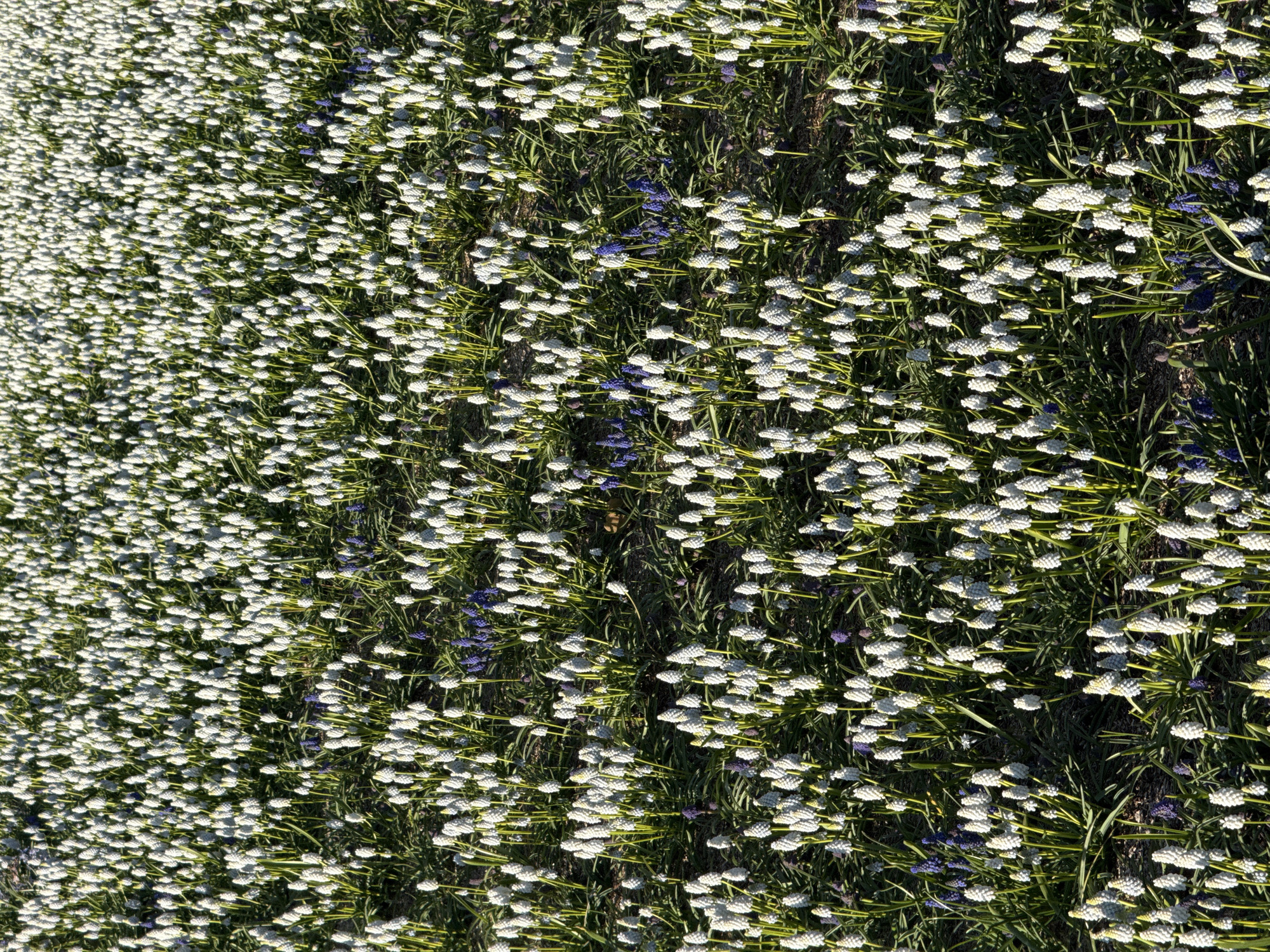 A field of flowering plants covers a large area, dominated by white, spherical flowers. Green grass and a few blue flowering plants are interspersed among the white flowers. The scene is likely in a garden or park. The location is unknown.