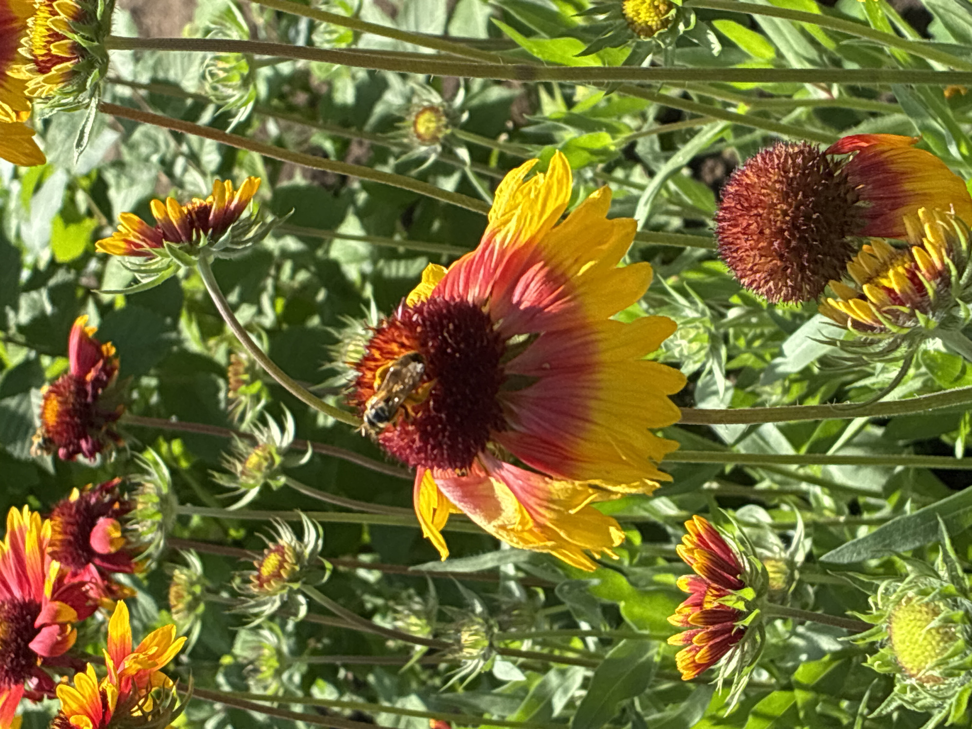 A bee, with its striped abdomen visible, is perched on the dark red center of a partially bloomed, large flower. The flower's petals transition from a vibrant yellow at the tips to a deep red closer to the center, with some petals appearing wilted. The background is filled with more similar flowers, some in full bloom and others as buds, interspersed with lush green foliage and thin, brown stems. The overall scene is a close-up, outdoor shot of a flowerbed, likely in a garden or park, bathed in bright sunlight. There are no people or buildings visible in this image, and no specific indicators of the location being in Totskoye, Russia.