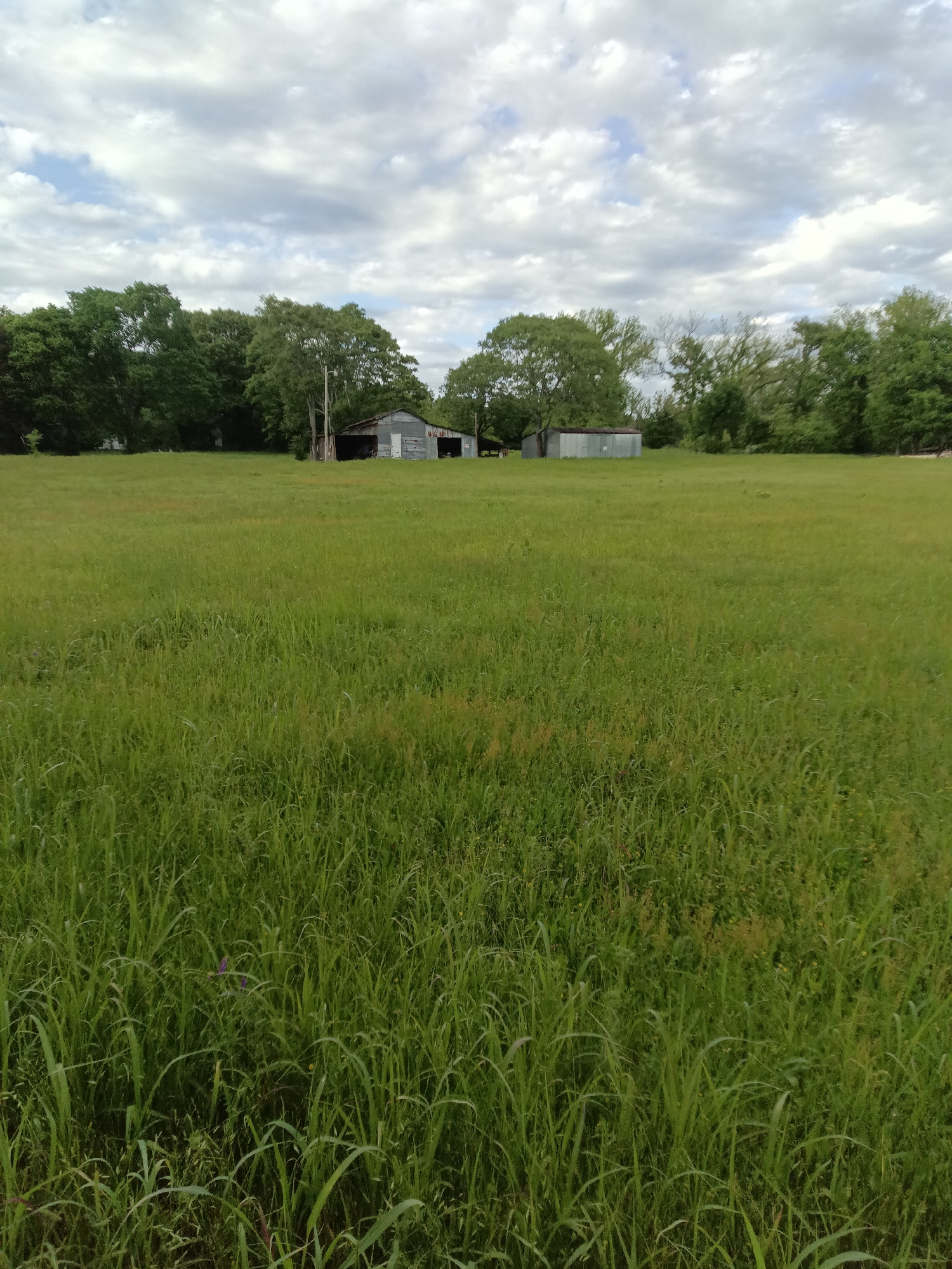 This image captures a serene rural landscape in Tahlequah, United States of America. The foreground and midground are dominated by a vast, unkempt field of tall, lush green grass, swaying gently. Various shades of green, from vibrant lime to deeper forest hues, are visible within the dense blades. In the background, beyond the expansive field, a thick line of deciduous trees forms a natural boundary.
Nestled among the trees, two weathered structures are visible. On the right, there's an old barn or storage building, characterized by its corrugated metal siding and roof, with dark, open bays suggesting it's either abandoned or actively used for storage. To its left, a smaller, rectangular metal shed or outbuilding stands. Both structures appear aged, hinting at a long history in this pastoral setting.
The sky above is partly cloudy, with large, diffused white and grey clouds that suggest an overcast or partly sunny day, likely late morning or afternoon, given the soft, even lighting across the scene. There is no direct, harsh sunlight. The overall atmosphere is one of quiet tranquility and rural simplicity. No people or visible text are present in the image, and no specific activity or event is taking place, allowing the natural scenery and structures to be the sole focus.