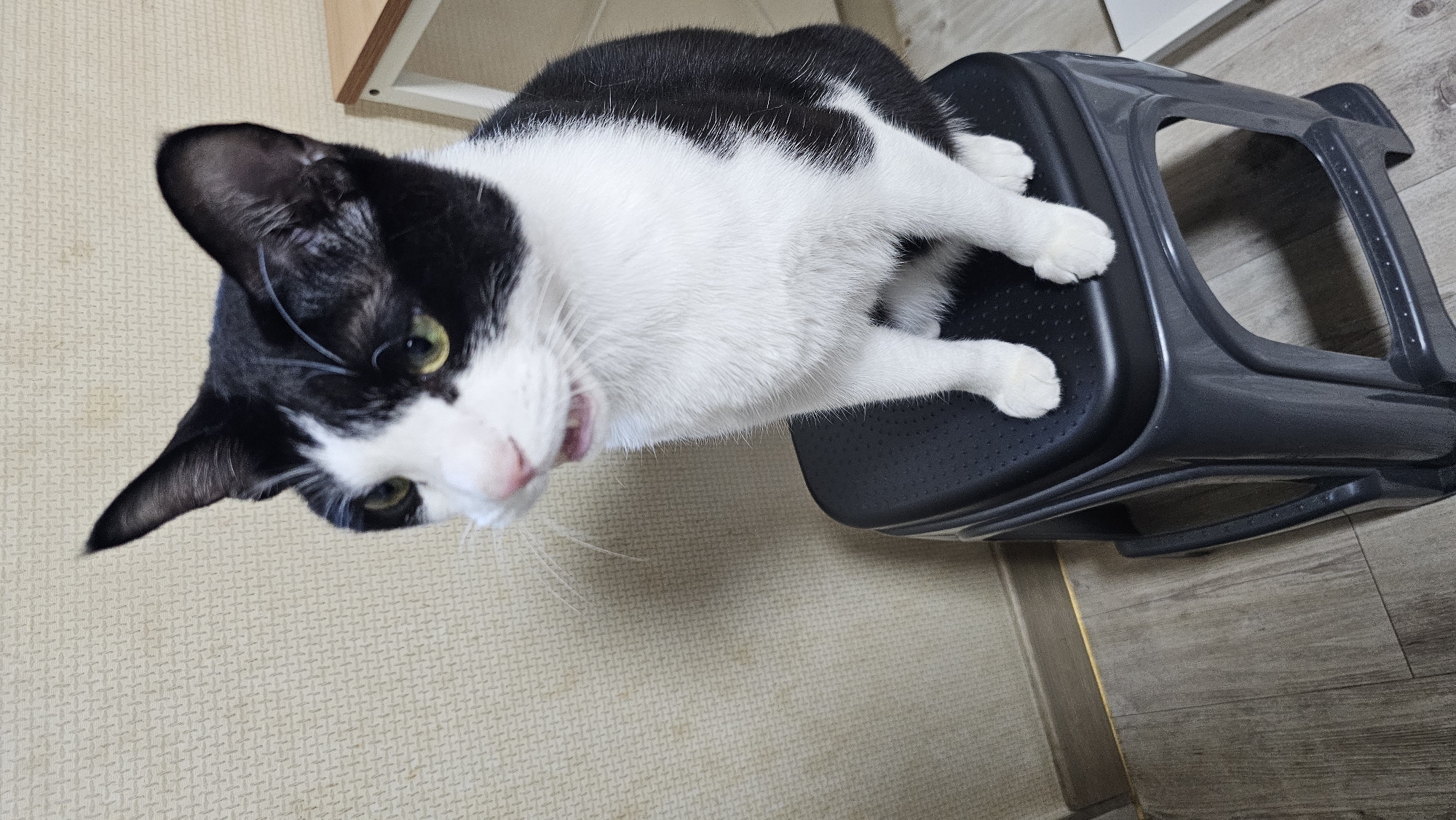 A black and white cat with green eyes sits on a black plastic stool in front of a textured beige wall. The cat is facing left, with its mouth slightly open, revealing pink gums and teeth. Its front paws are visible on the stool. The floor beneath the stool is made of wooden planks. To the right of the stool, a portion of a light-colored table with white legs is visible. The scene appears to be indoors, possibly in a residential setting in Asan-si, South Korea.