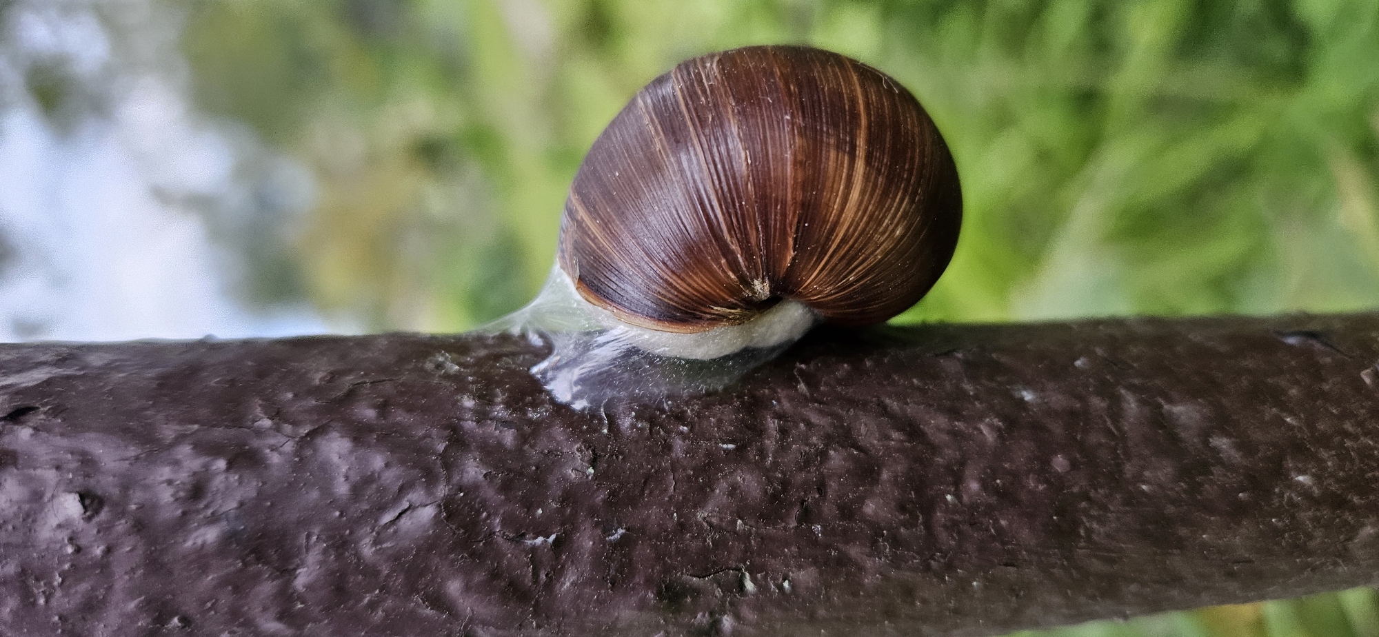 A close-up, eye-level, vertical shot captures a brown snail clinging to a dark brown, textured pole. The snail's shell, visible from the side, displays a spiral pattern with concentric rings of varying shades of brown, from dark to lighter caramel tones. A translucent, slimy substance anchors the snail to the pole. The pole's surface is rough, with visible cracks and small bumps. The background is a soft blur of green foliage and a light sky, suggesting an outdoor setting, possibly in the vicinity of Мазалаўскі сельскі Савет, Belarus.