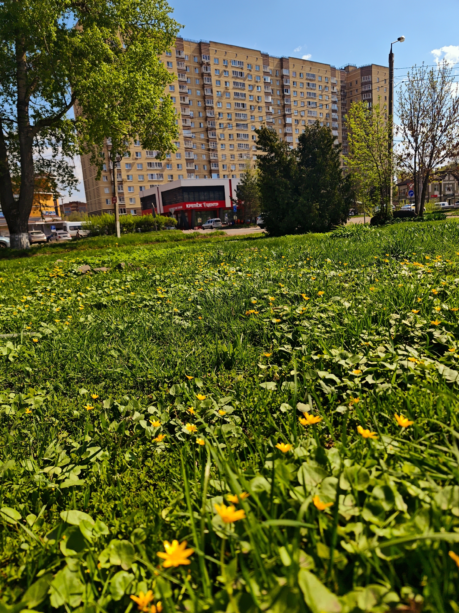 The image captures a view in Dmitrov, Russia, focusing on a grassy area filled with yellow flowers, possibly lesser celandine. In the background, a large apartment building with numerous windows dominates the scene. A sign with the words "Крепёж Центр" is visible on a building in front of the apartment complex, suggesting a retail or commercial location. Cars are parked along the street. Trees are present, adding greenery to the urban environment. The sky is clear and blue.