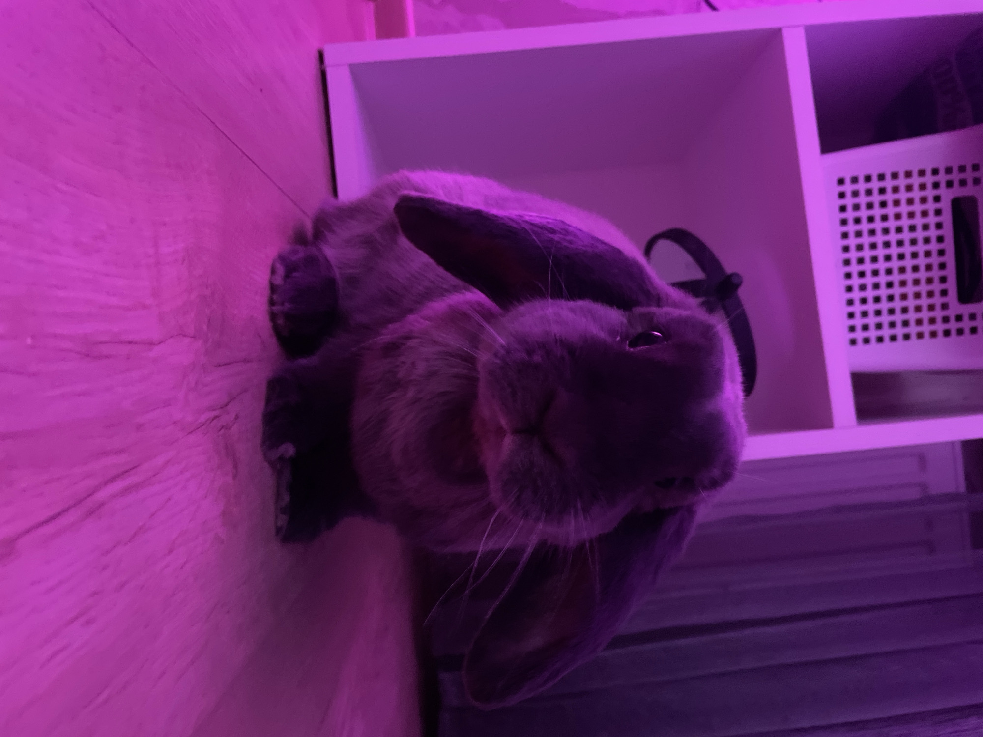 An indoor scene features a domestic rabbit resting on a wooden floor. The rabbit, appearing to be a lop-eared breed with greyish-brown fur, is lying down with its head slightly lifted and turned towards the viewer. Its characteristic long, floppy ears are visible, draped alongside its head.
To the right of the rabbit, a white multi-compartment shelf unit is visible. One compartment clearly shows a white, square basket with a distinctive grid pattern. The floor beneath the rabbit is composed of light-colored wooden planks.
The entire image is heavily cast in a magenta or purplish-pink hue, indicative of artificial lighting, possibly from a colored LED light source. This dominant lighting creates a specific ambiance. The rabbit appears relaxed and peaceful. There is no visible text in the image. The setting is indoors, located in Votkinsk, Russia.